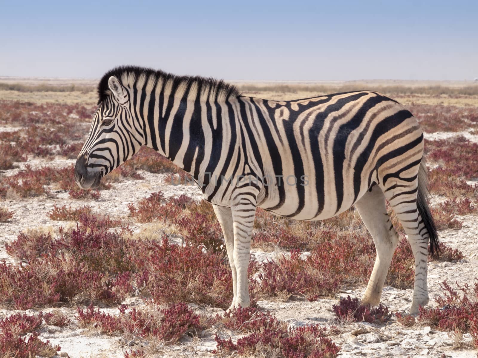 Zebra in the Etosha National Park in Namibia. by maramade