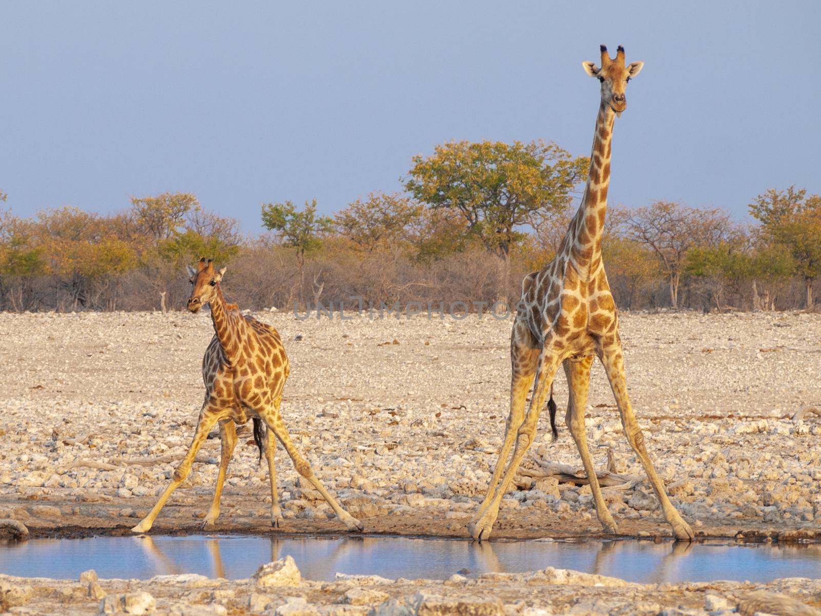 Giraffes drinking water at a waterhole at sunset in the Etosha National Park in Namibia in Africa.