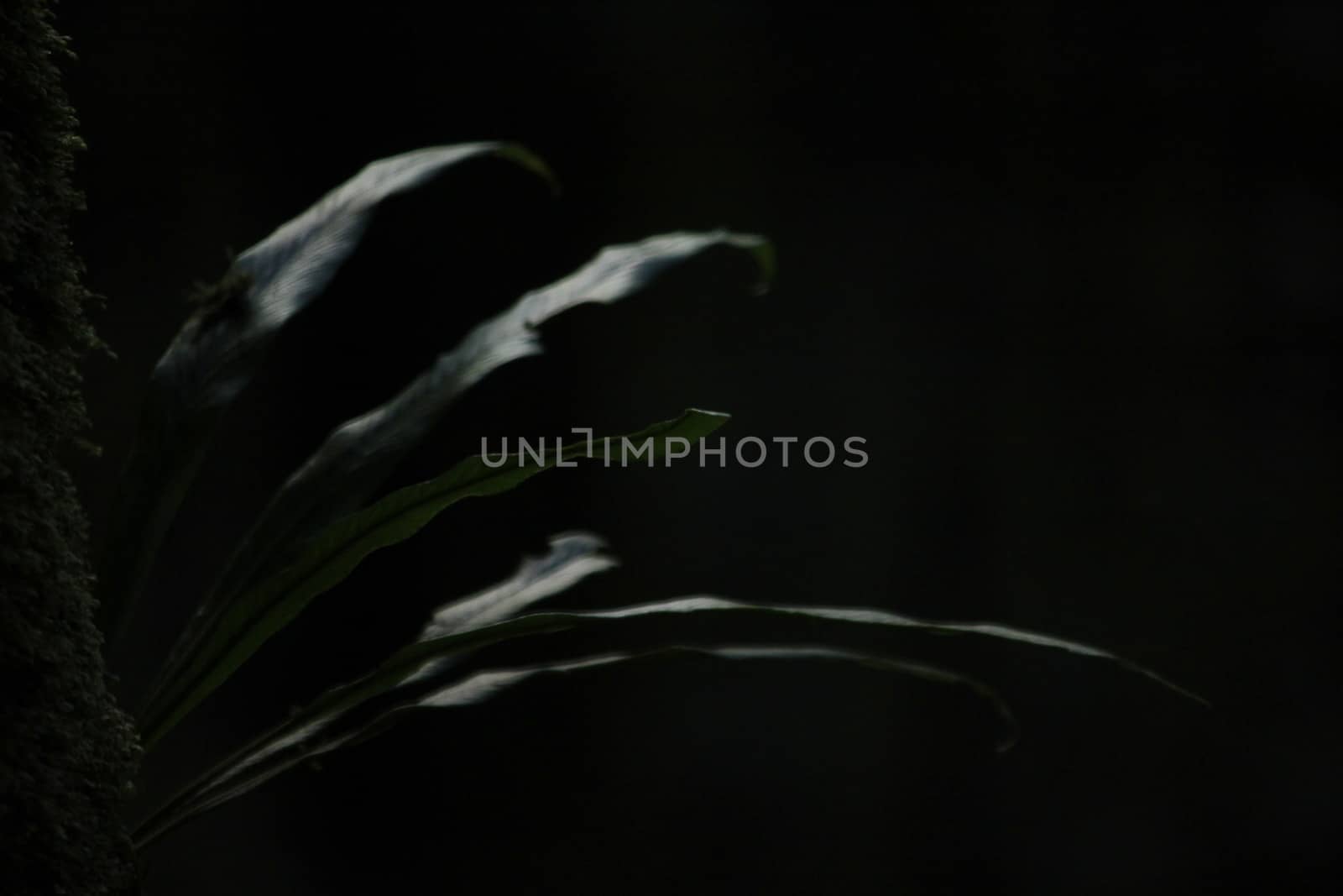 Some light shines on the leaves.