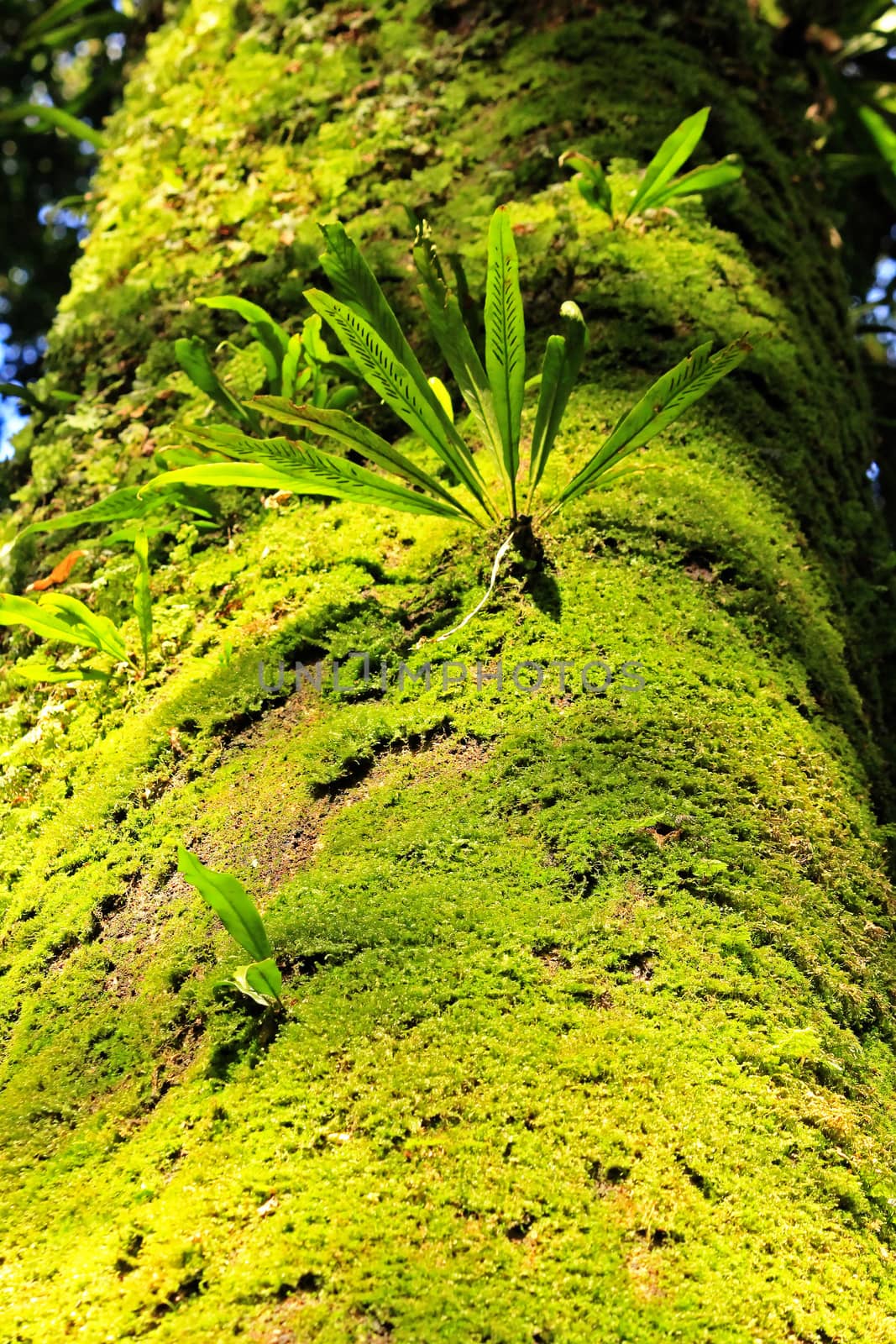 Moss green on the tree trunk In the fertile forest
