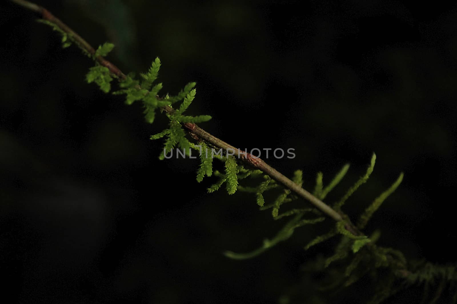 Some light shines on the leaves.