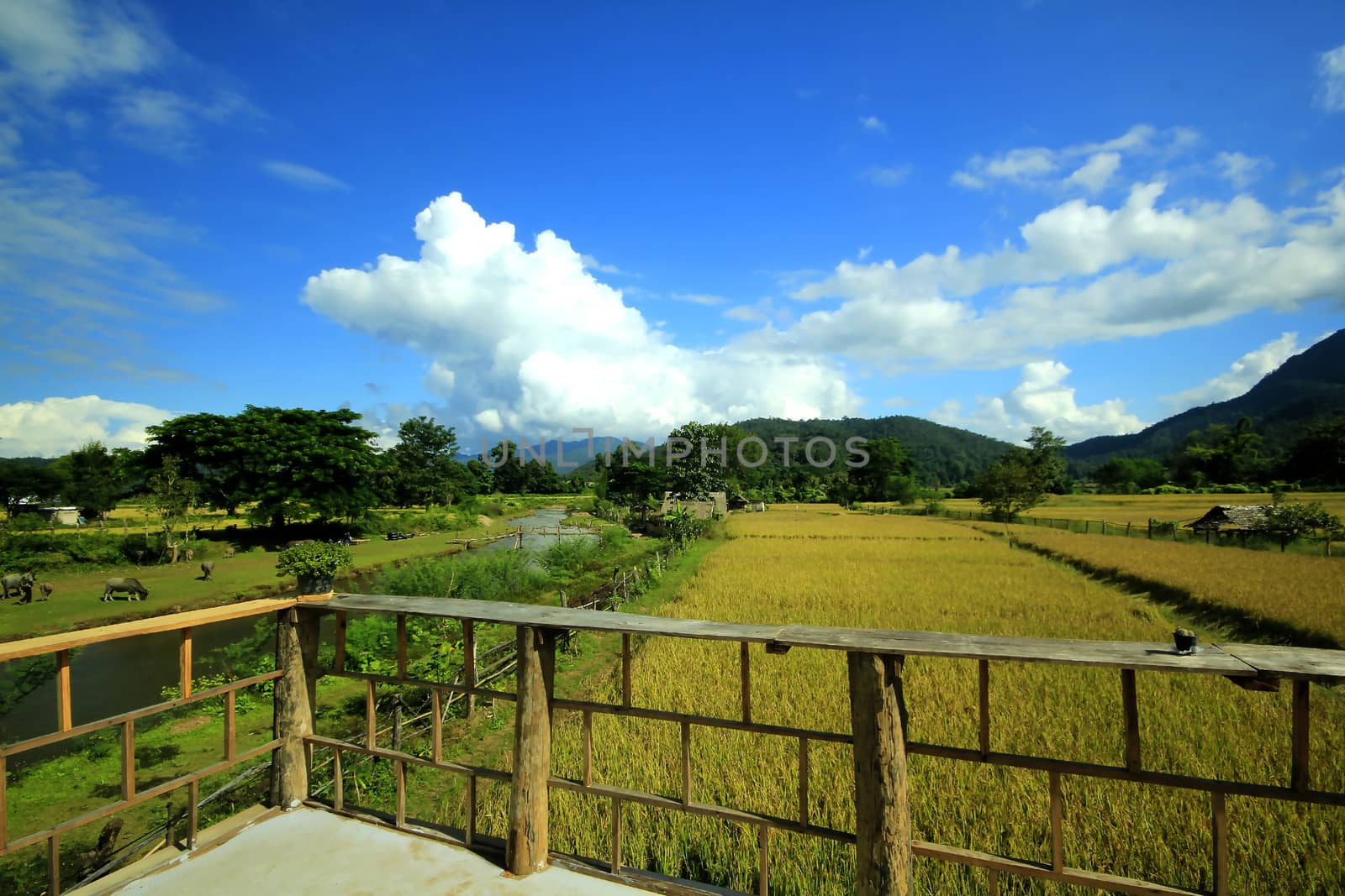 Wooden balconies and views of the vast rice fields