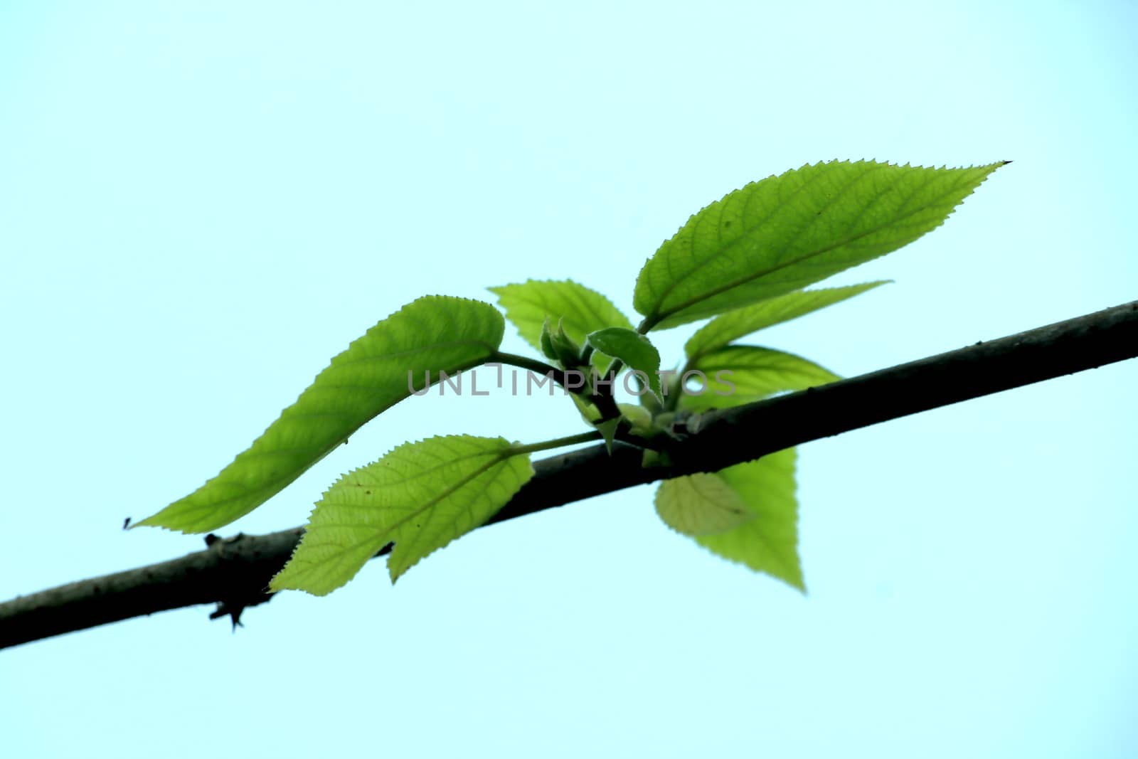 Leaf shoots from the branches.