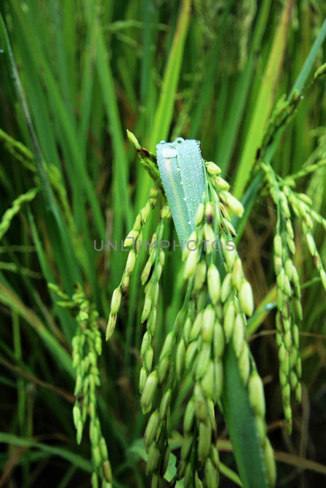 Water drops on rice leaves. by Puripatt