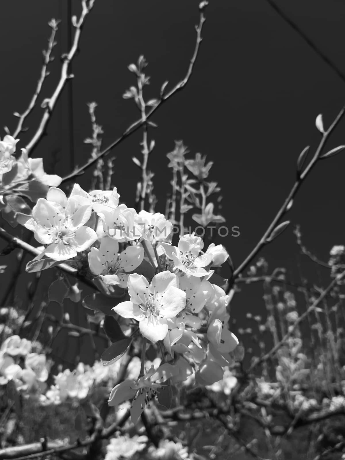 Genova, Italy - 06/22/2020: Beautiful floral spring abstract background of nature. Branches of blossoming apricot macro with soft focus on gentle light blue sky background.