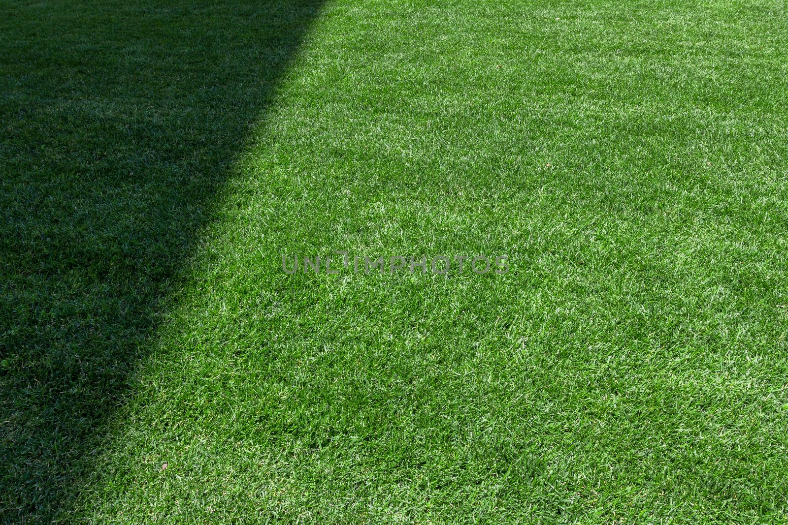 Texture of grass field with lateral shadow, for your backgrounds.