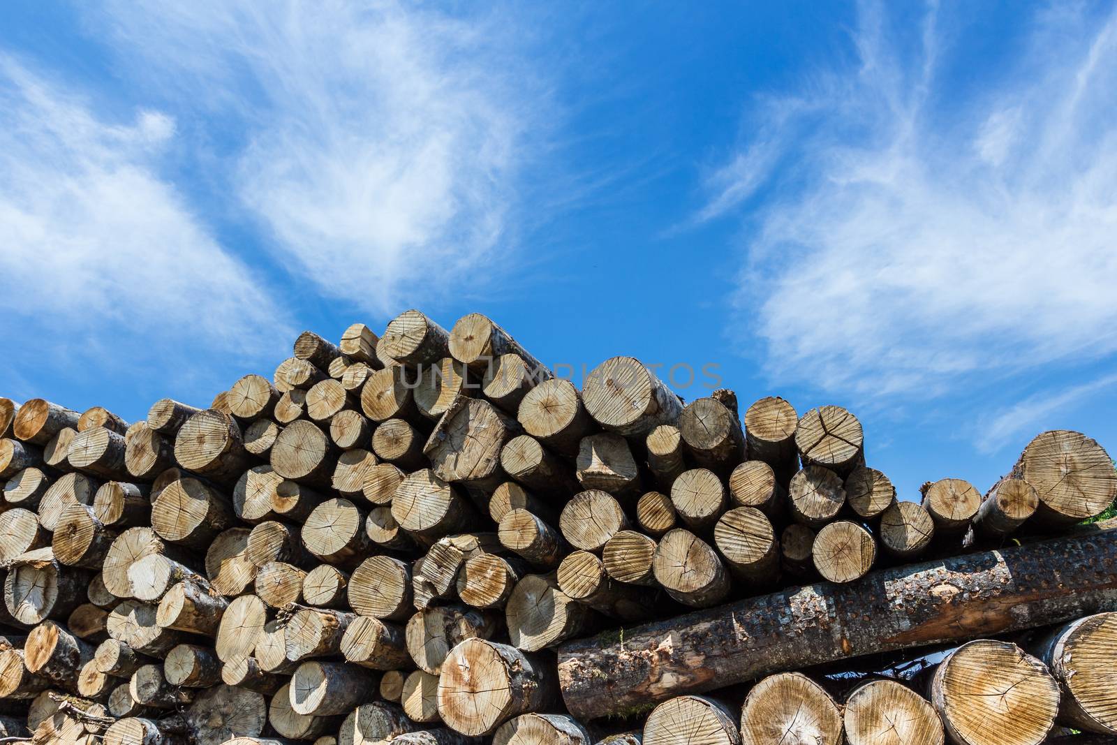 Many sawed pine logs stacked in a pile under cloudy sky. Front view close-up.