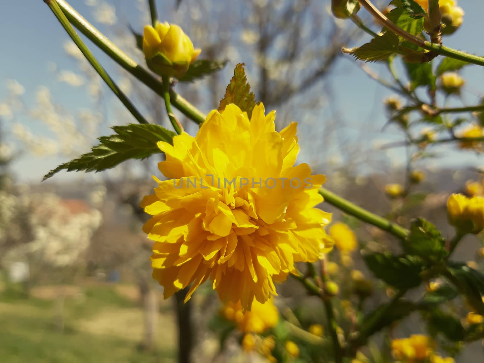 Genova, Italy - 06/22/2020: Beautiful floral spring abstract background of nature. Branches of blossoming apricot macro with soft focus on gentle light blue sky background.