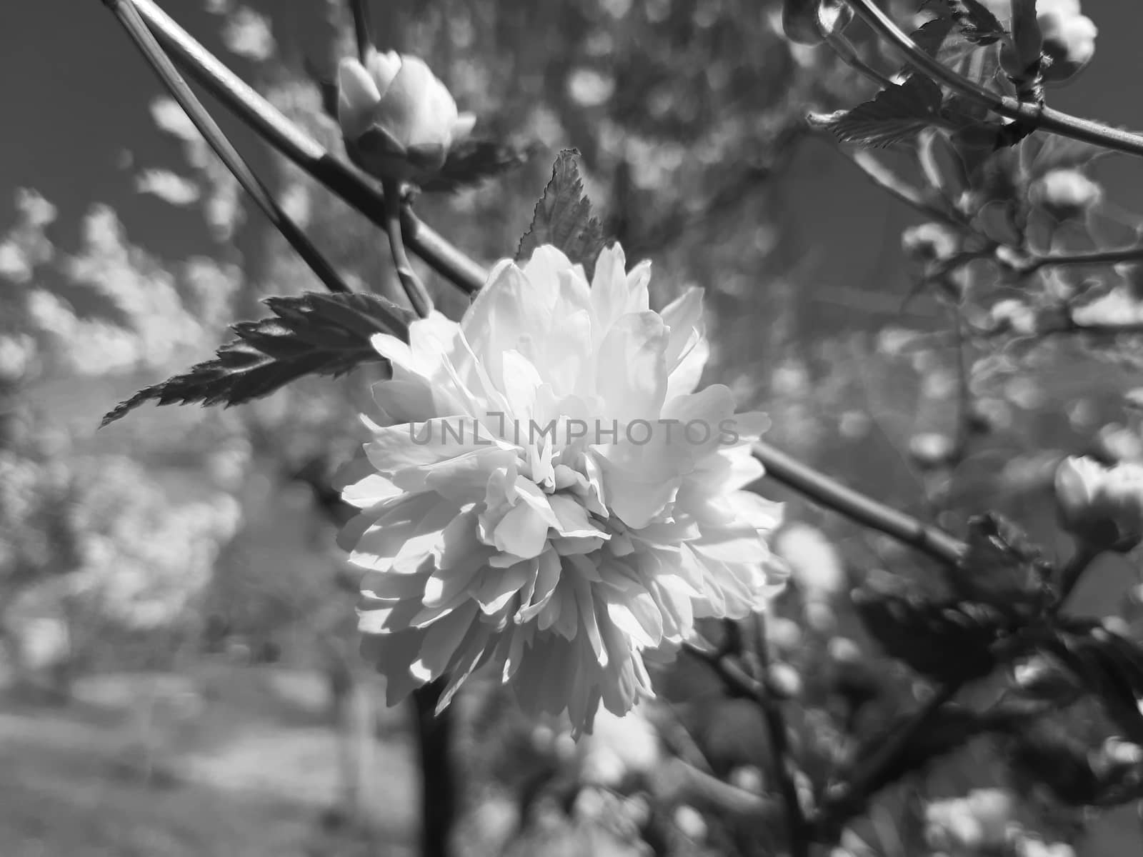 Genova, Italy - 06/22/2020: Beautiful floral spring abstract background of nature. Branches of blossoming apricot macro with soft focus on gentle light blue sky background.