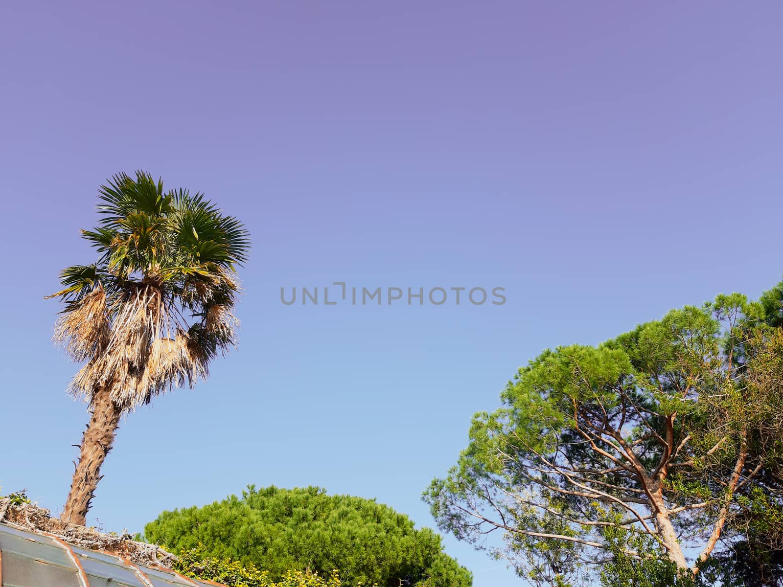 Genova, Italy - 06/22/2020: Beautiful floral spring abstract background of nature. Branches of blossoming apricot macro with soft focus on gentle light blue sky background.