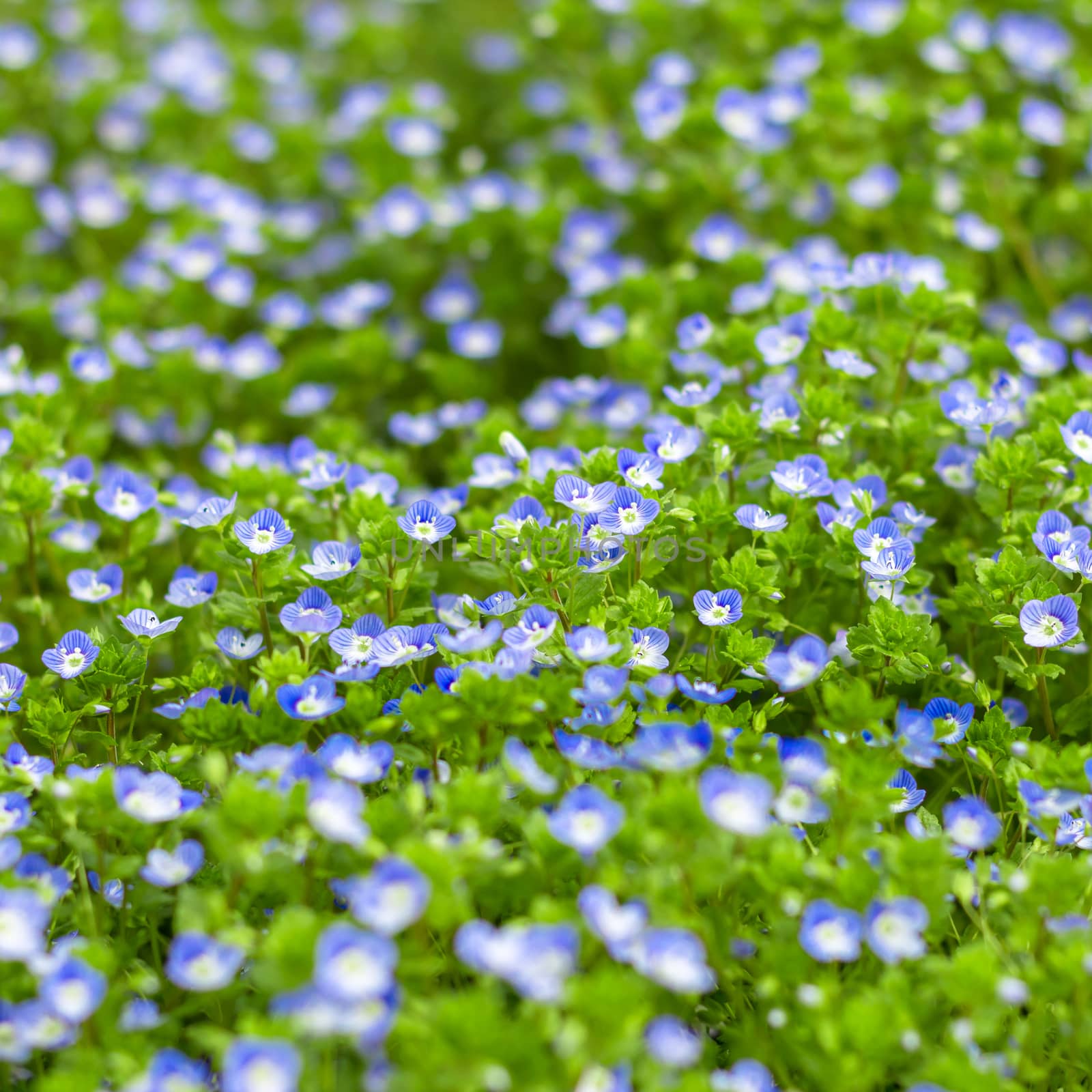 Veronica small delicate flowers by germanopoli