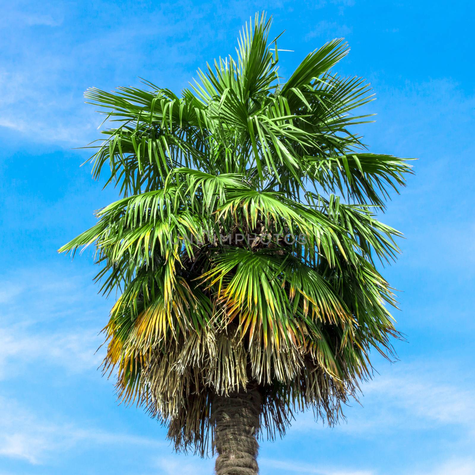 Green palm tree on blue sky background