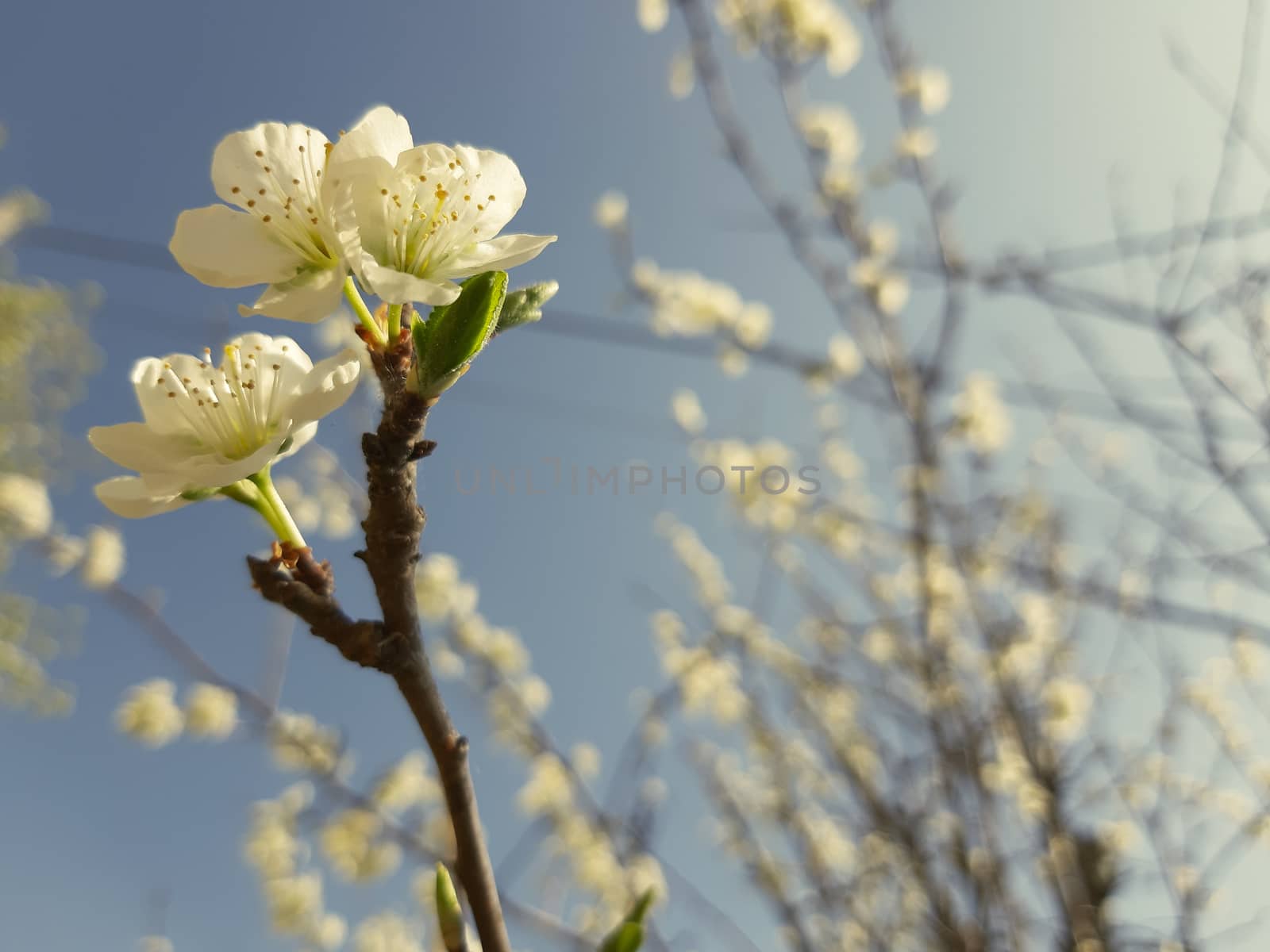 Genova, Italy - 06/22/2020: Beautiful floral spring abstract background of nature. Branches of blossoming apricot macro with soft focus on gentle light blue sky background.