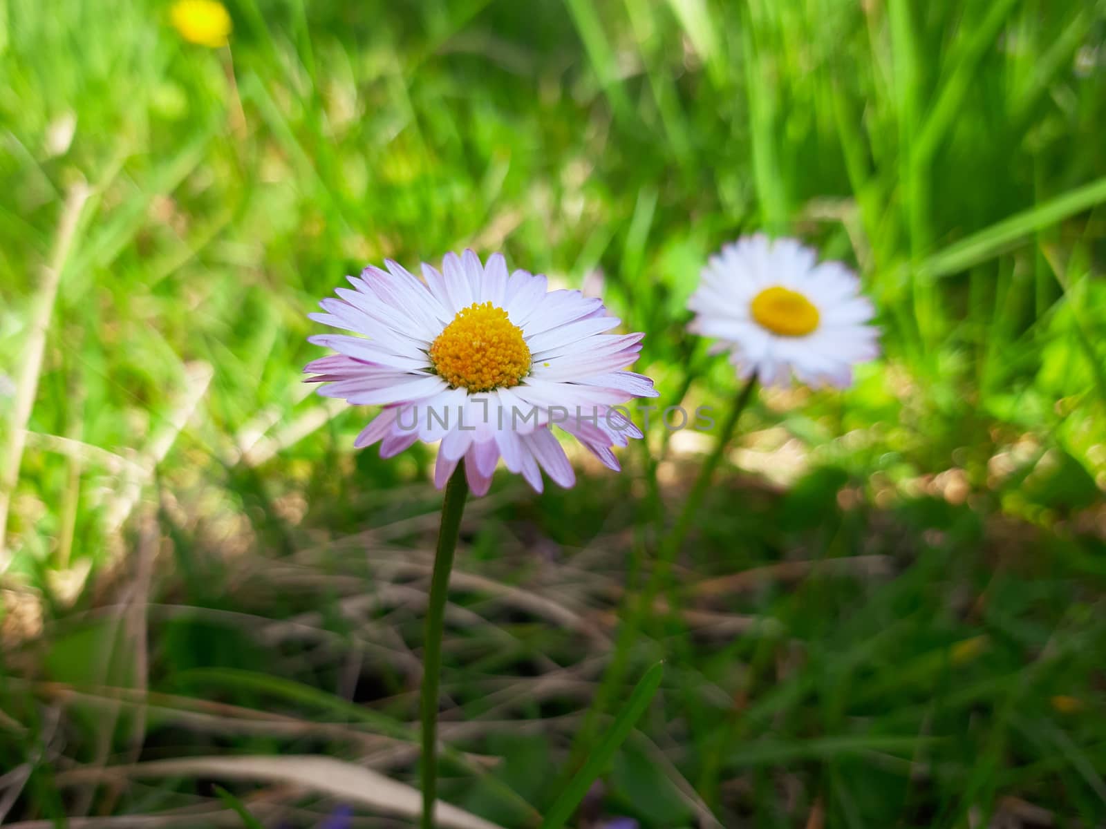 Spring flowers and summer plants by yohananegusse