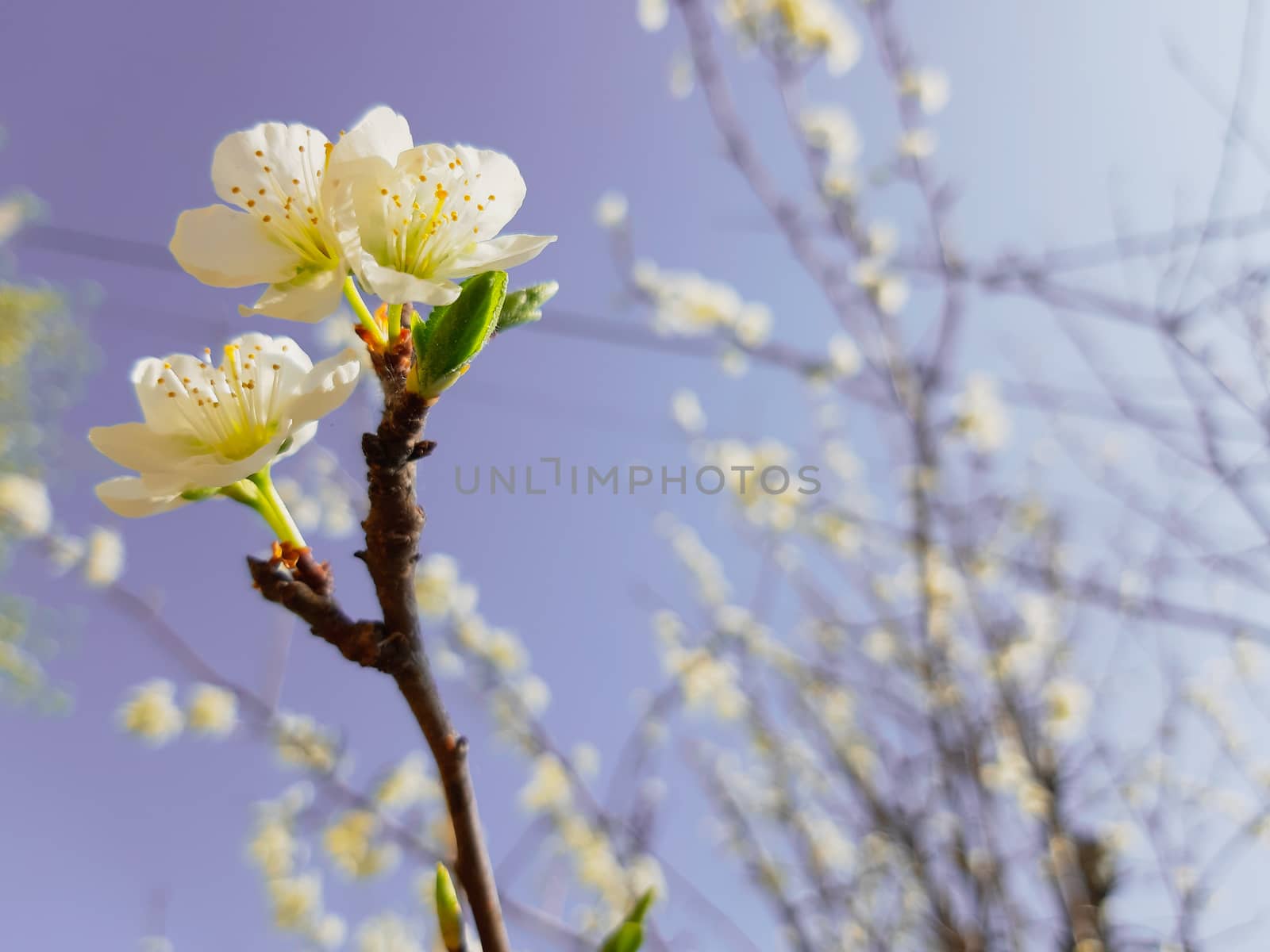 Genova, Italy - 06/22/2020: Beautiful floral spring abstract background of nature. Branches of blossoming apricot macro with soft focus on gentle light blue sky background.