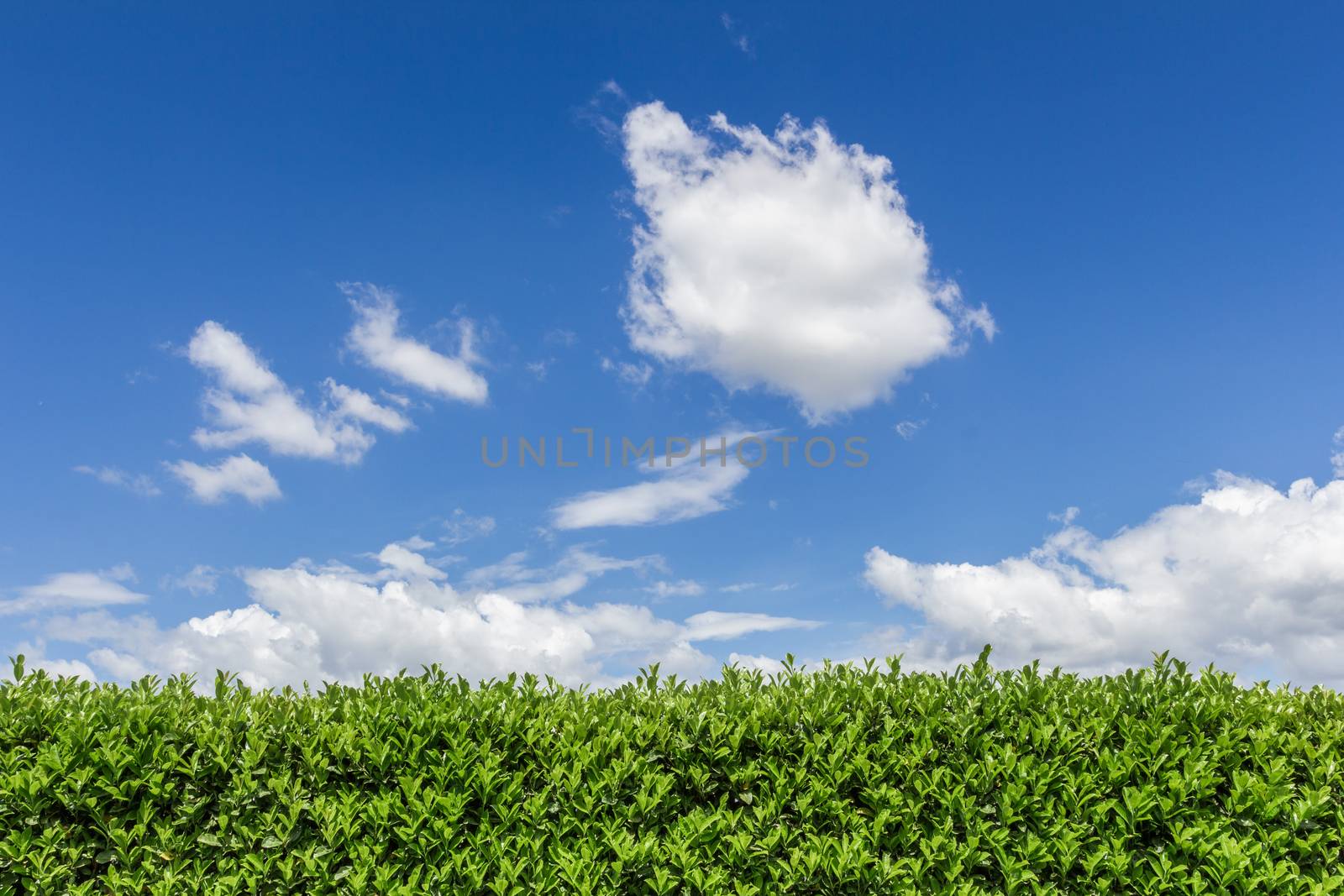 Green bush on bright blue sunny sky background