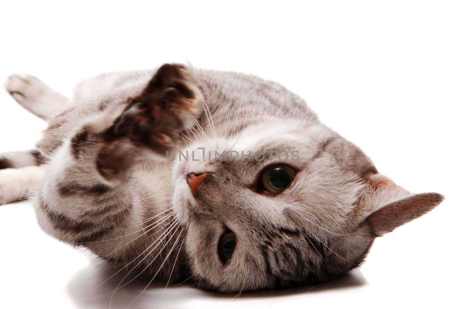 Grey cat lies on his back isolated on white by SuperJStus