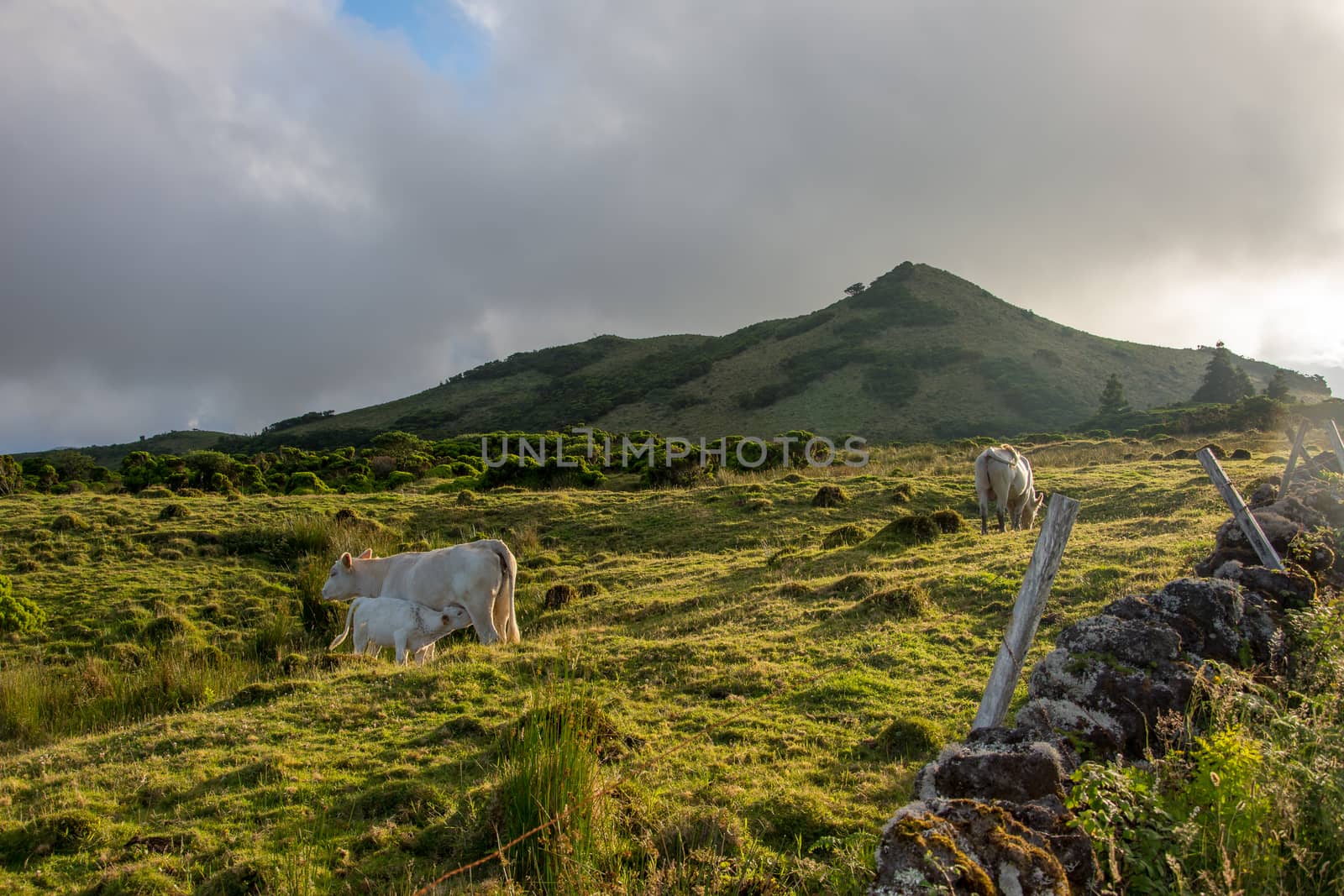 Walk on the Azores archipelago. Discovery of the island of Pico, Azores. Portugal. Madalena