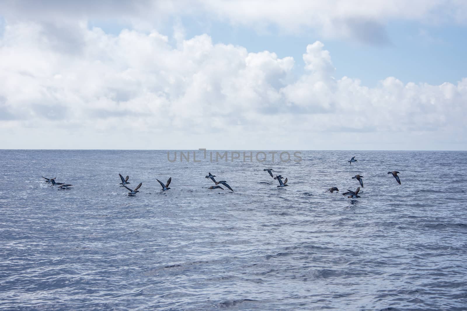 Walk on the Azores archipelago. Discovery of the island of Pico, Azores. Portugal. Madalena