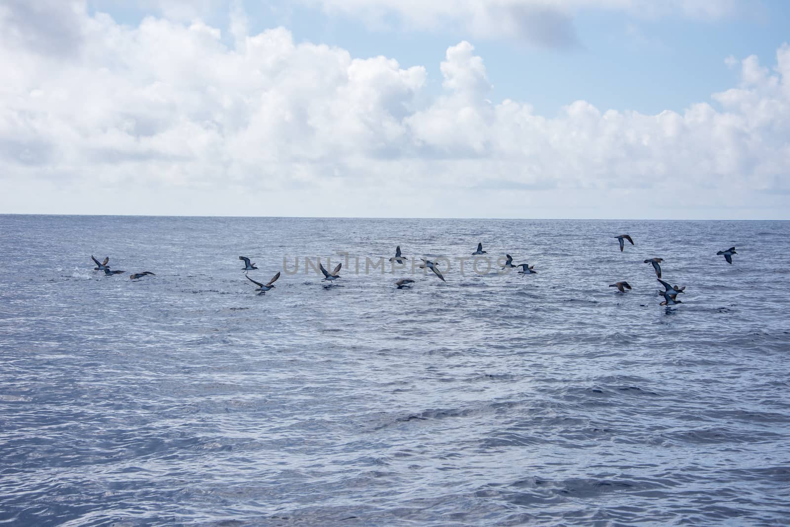 Walk on the Azores archipelago. Discovery of the island of Pico, Azores. Portugal. Madalena