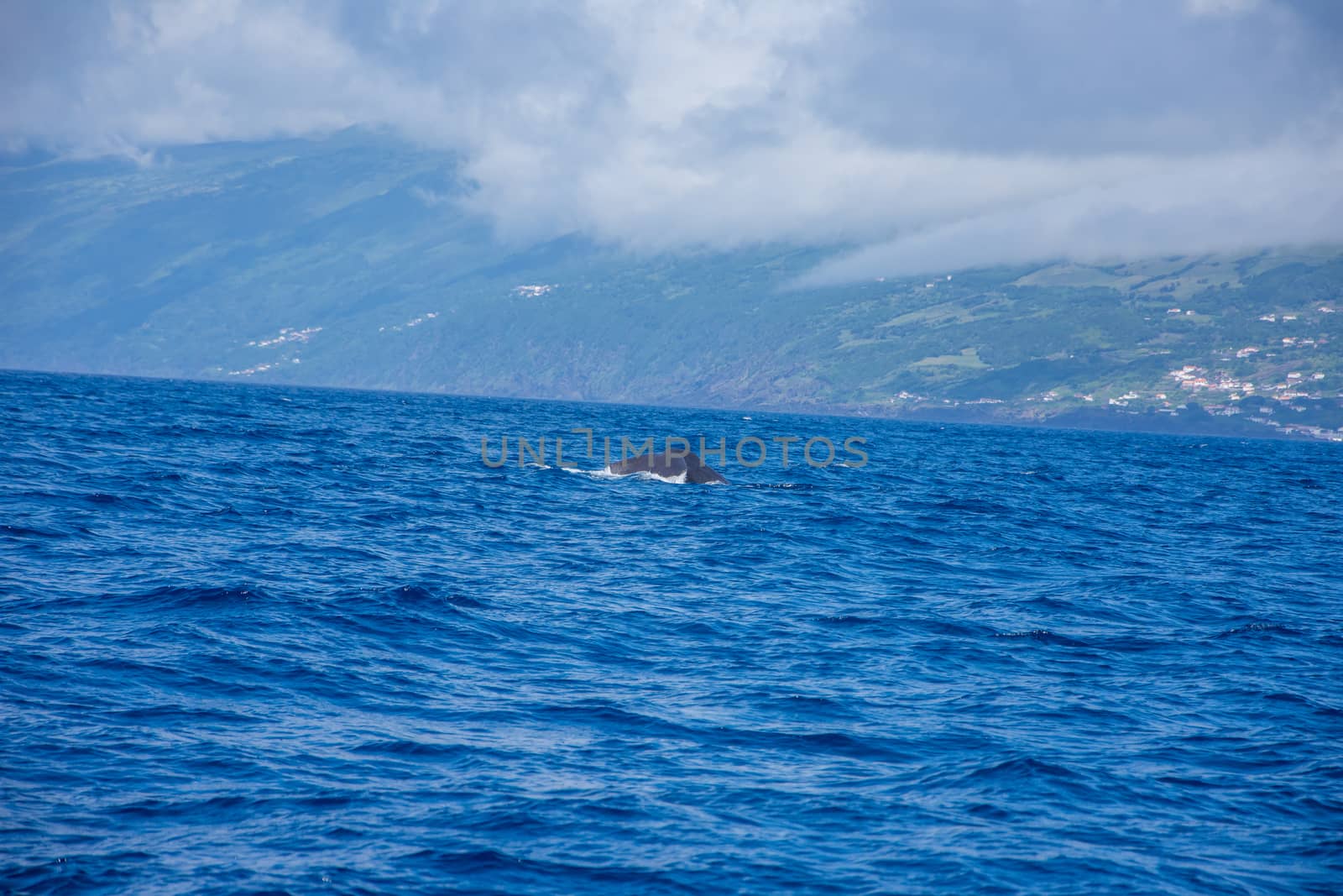 Walk on the Azores archipelago. Discovery of the island of Pico, Azores. Portugal. Madalena