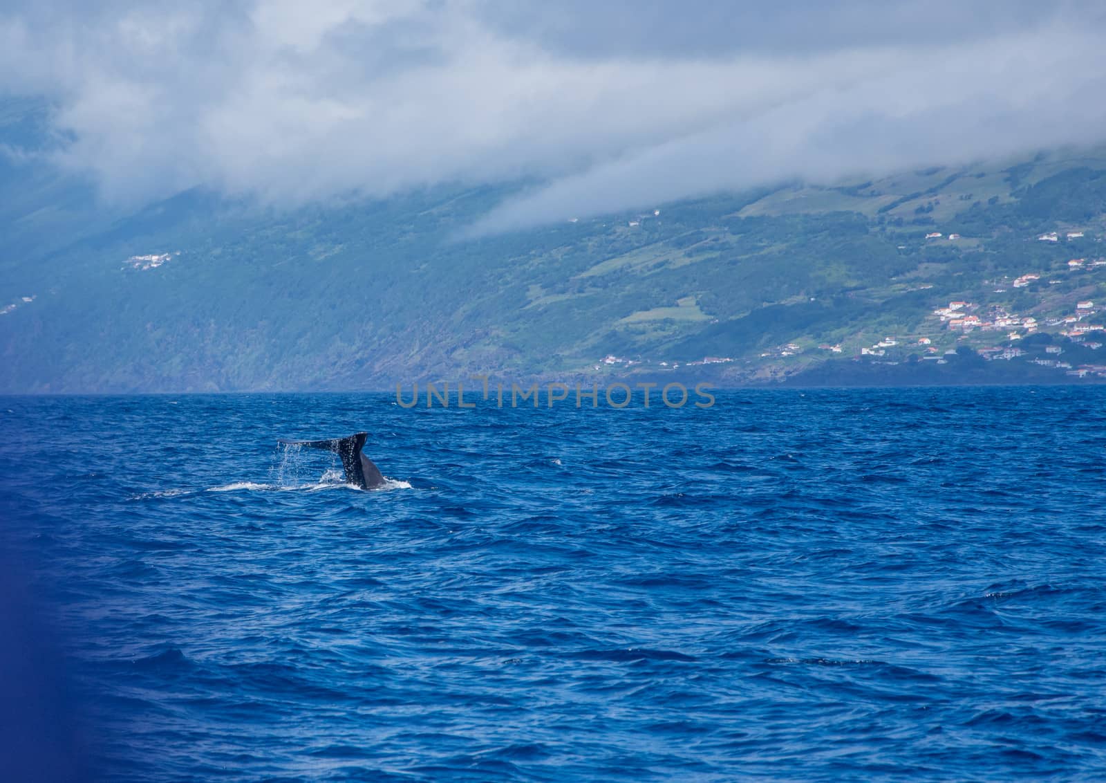 Walk on the Azores archipelago. Discovery of the island of Pico, Azores. Portugal. Madalena