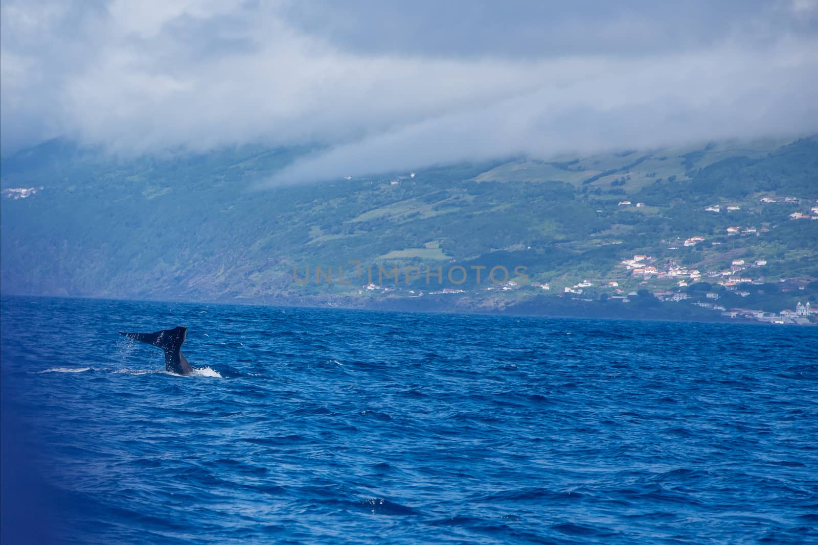 Walk on the Azores archipelago. Discovery of the island of Pico, Azores. Portugal. Madalena
