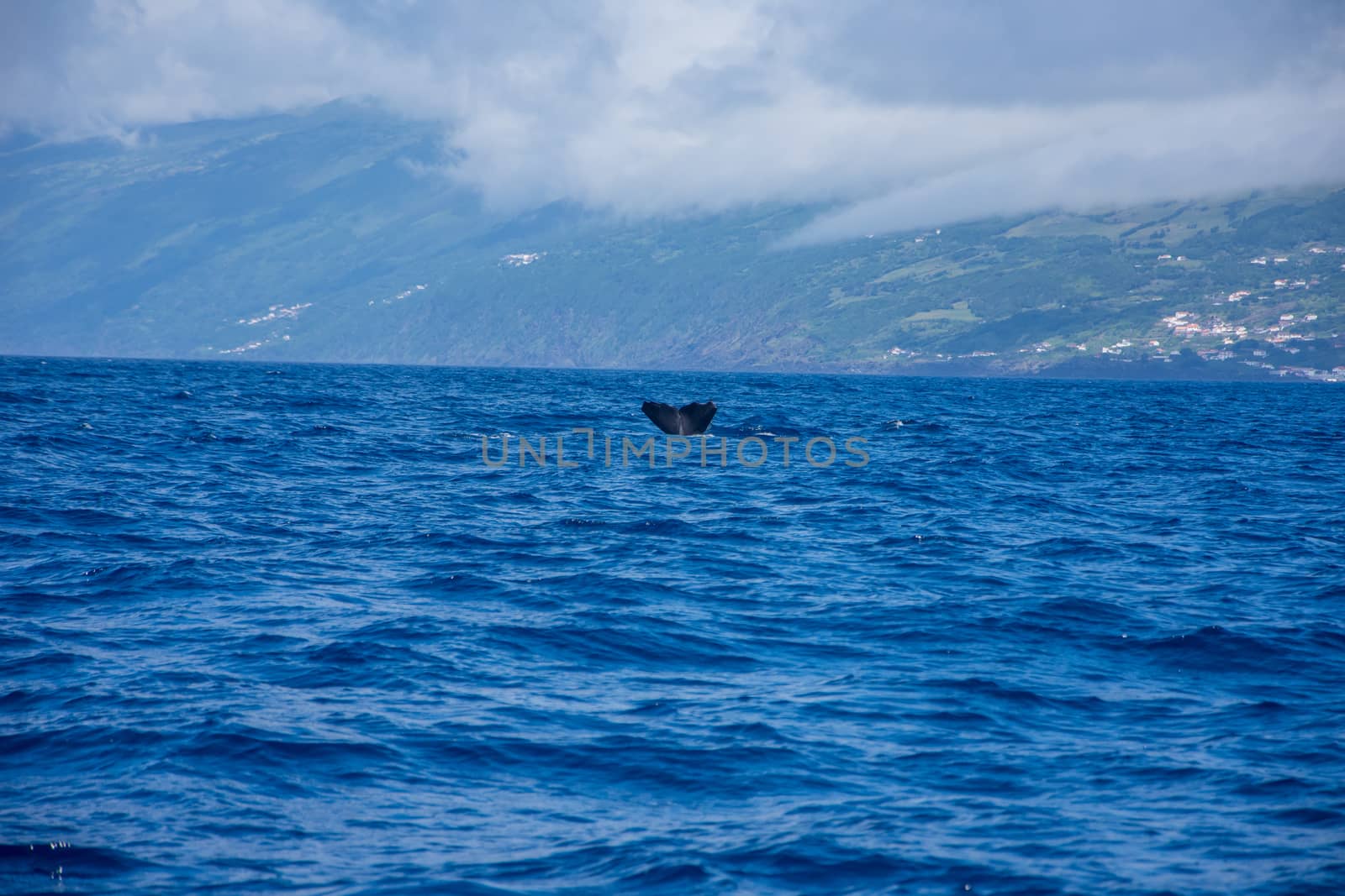 Walk on the Azores archipelago. Discovery of the island of Pico, Azores. Portugal. Madalena