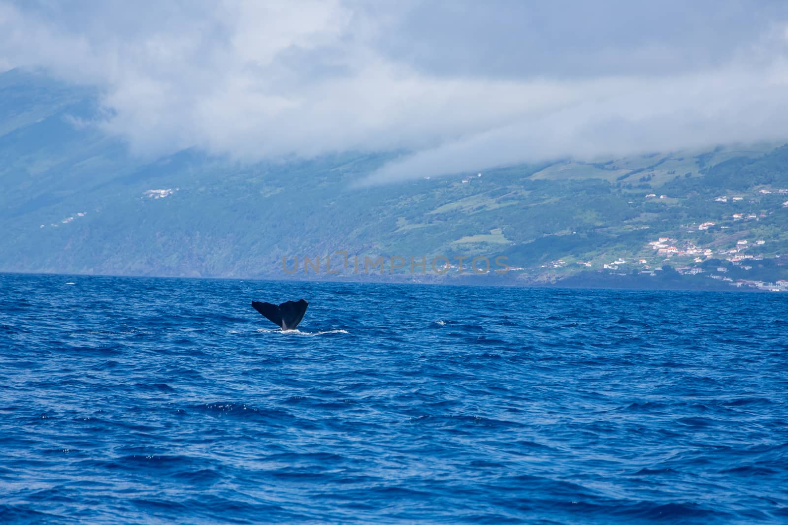 Walk on the Azores archipelago. Discovery of the island of Pico, Azores. Portugal. Madalena