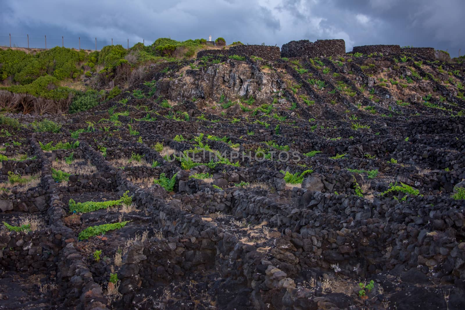 Walk on the Azores archipelago. Discovery of the island of Pico, Azores. Portugal. Madalena