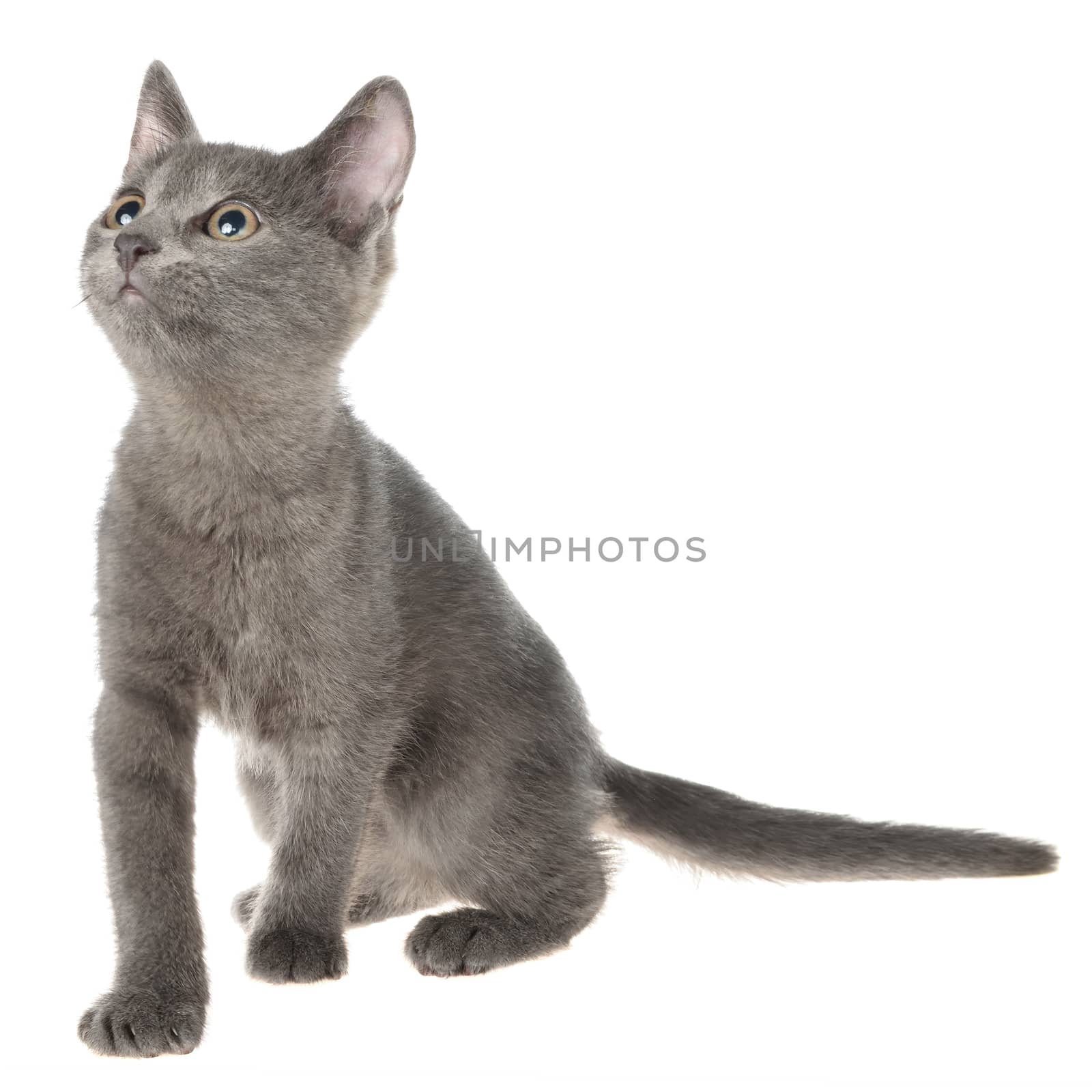 Small kitten playing isolated on a white background