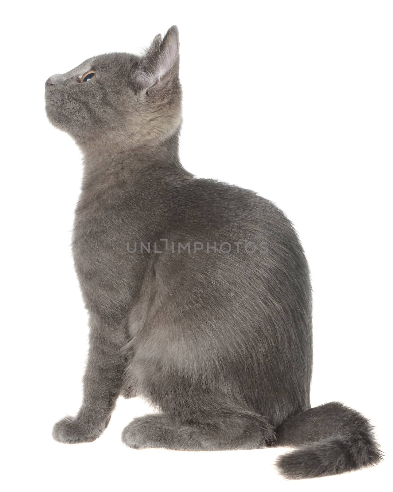 Small gray shorthair kitten sitting isolated on white background.
