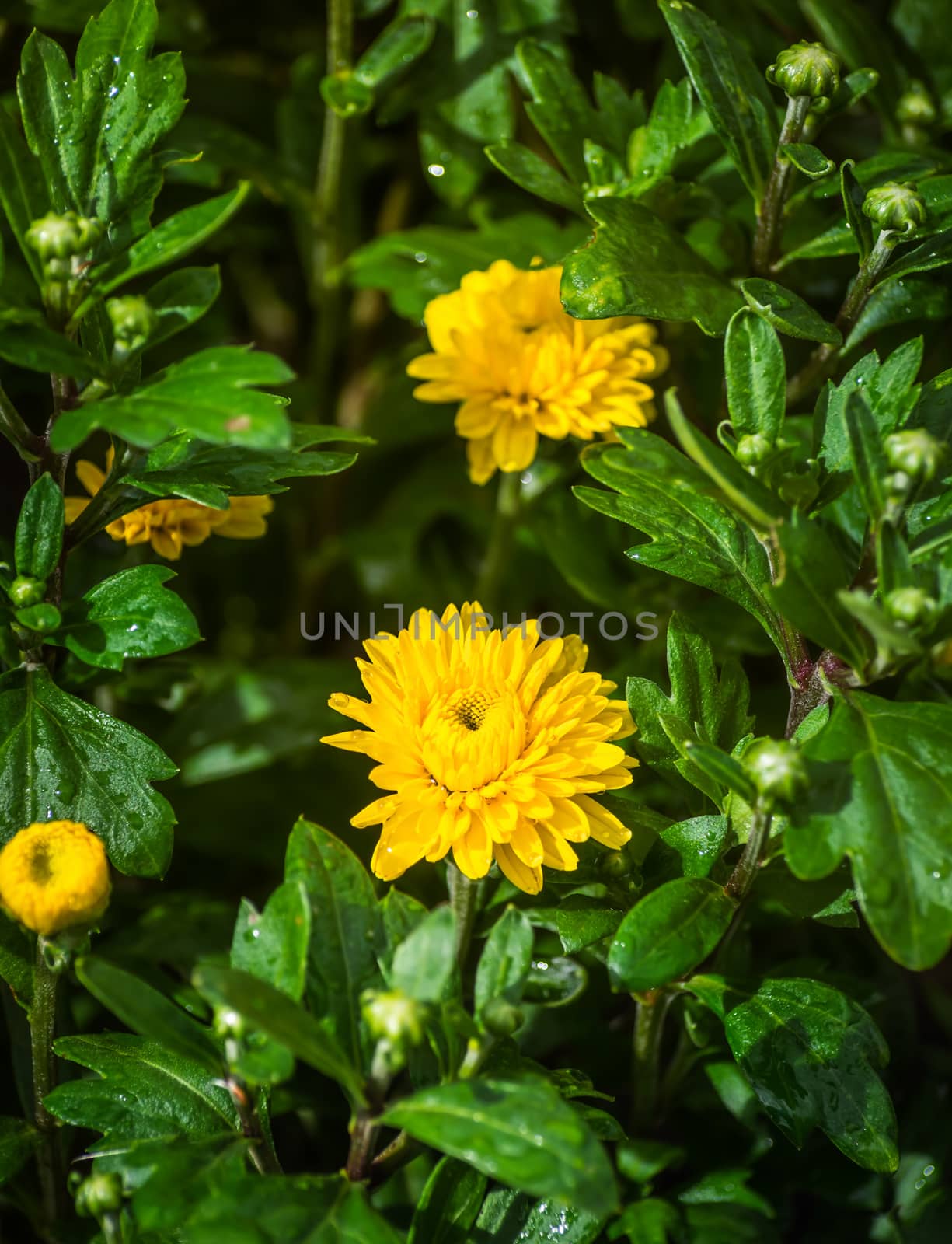 Yellow flower of chrysanthemum in drops after a rain close up.