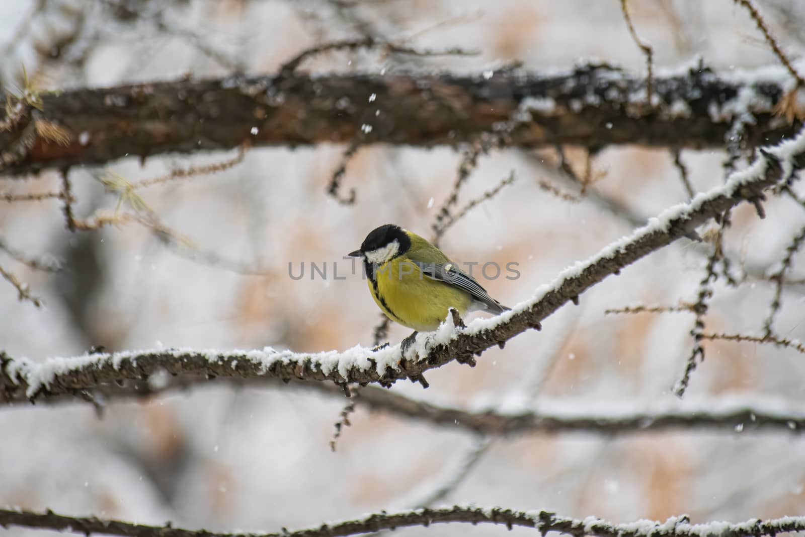 Titmouse on a snowy winter day sitting on a tree branch.