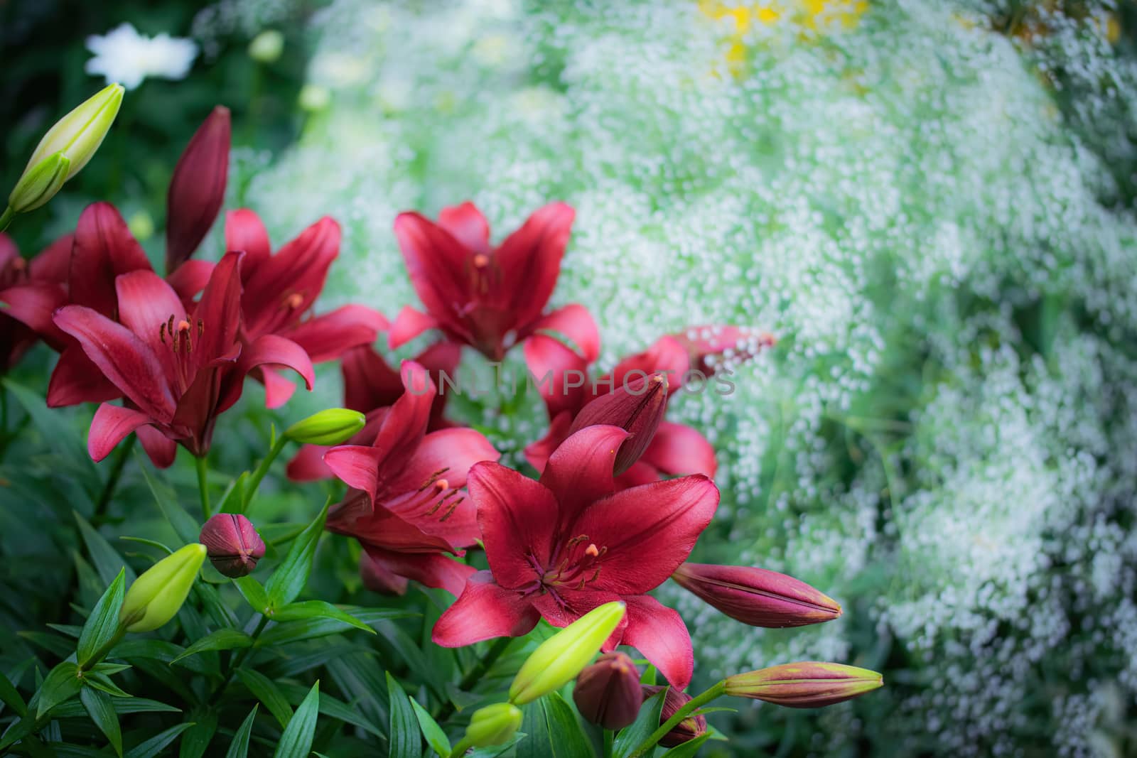 Flowerbed flowers of red lilies in garden on a summer day.