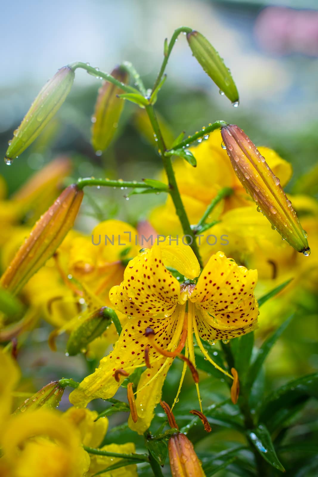 Wet flower of yellow lily after the rain.