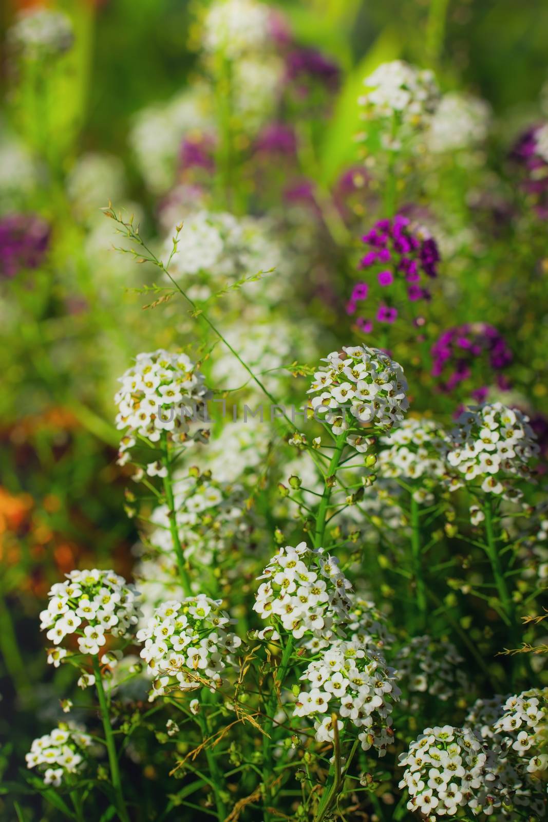 Carpet of small white fragrant flowers alyssum