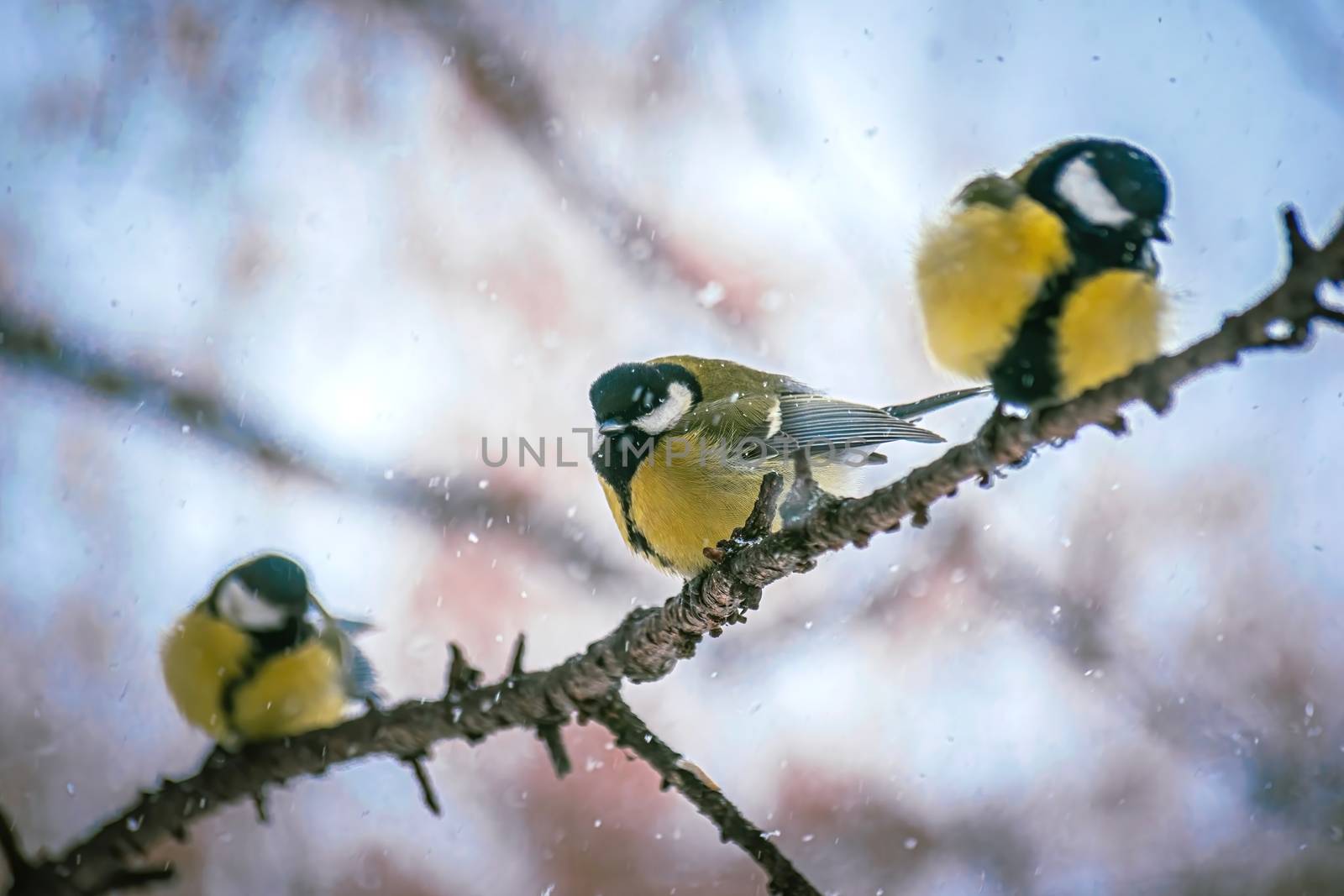 Titmouse on a snowy winter day sitting on a tree branch.