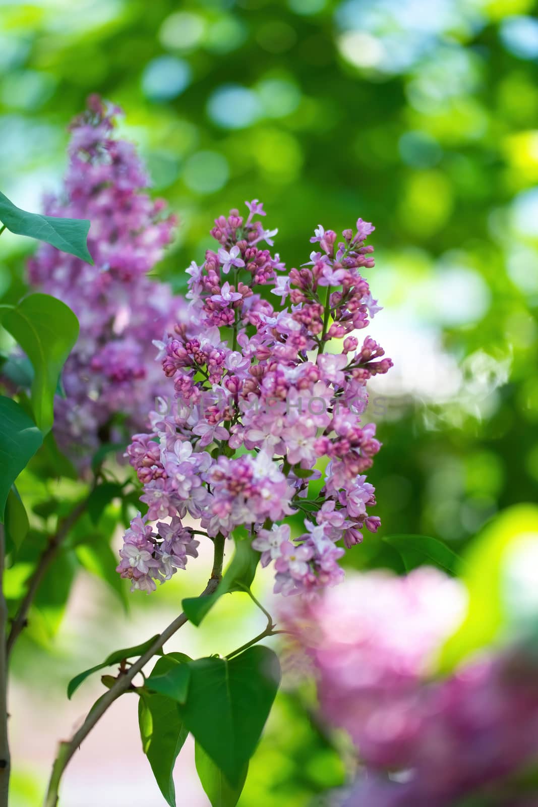 Branch of blossoming lilac on a sunny day close up on a blurred background.