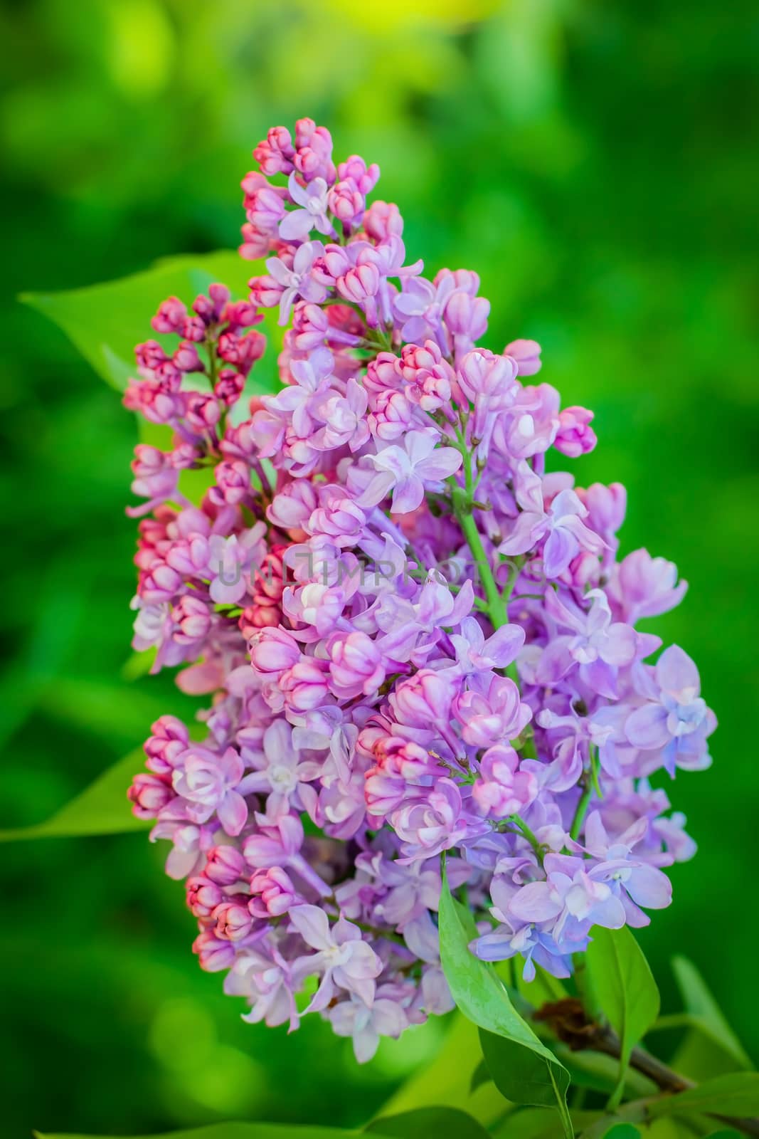 Branch of blossoming lilac on a sunny day close up on a blurred background.