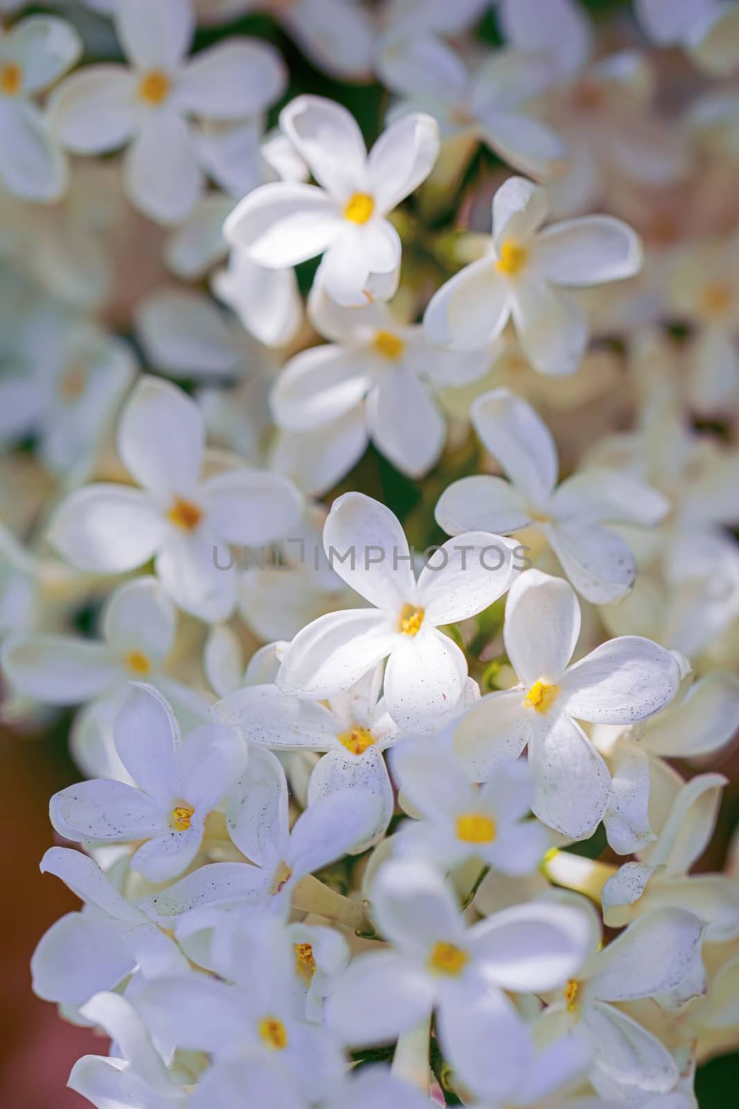 Branch of blossoming white lilac on a sunny day on a blurred background.