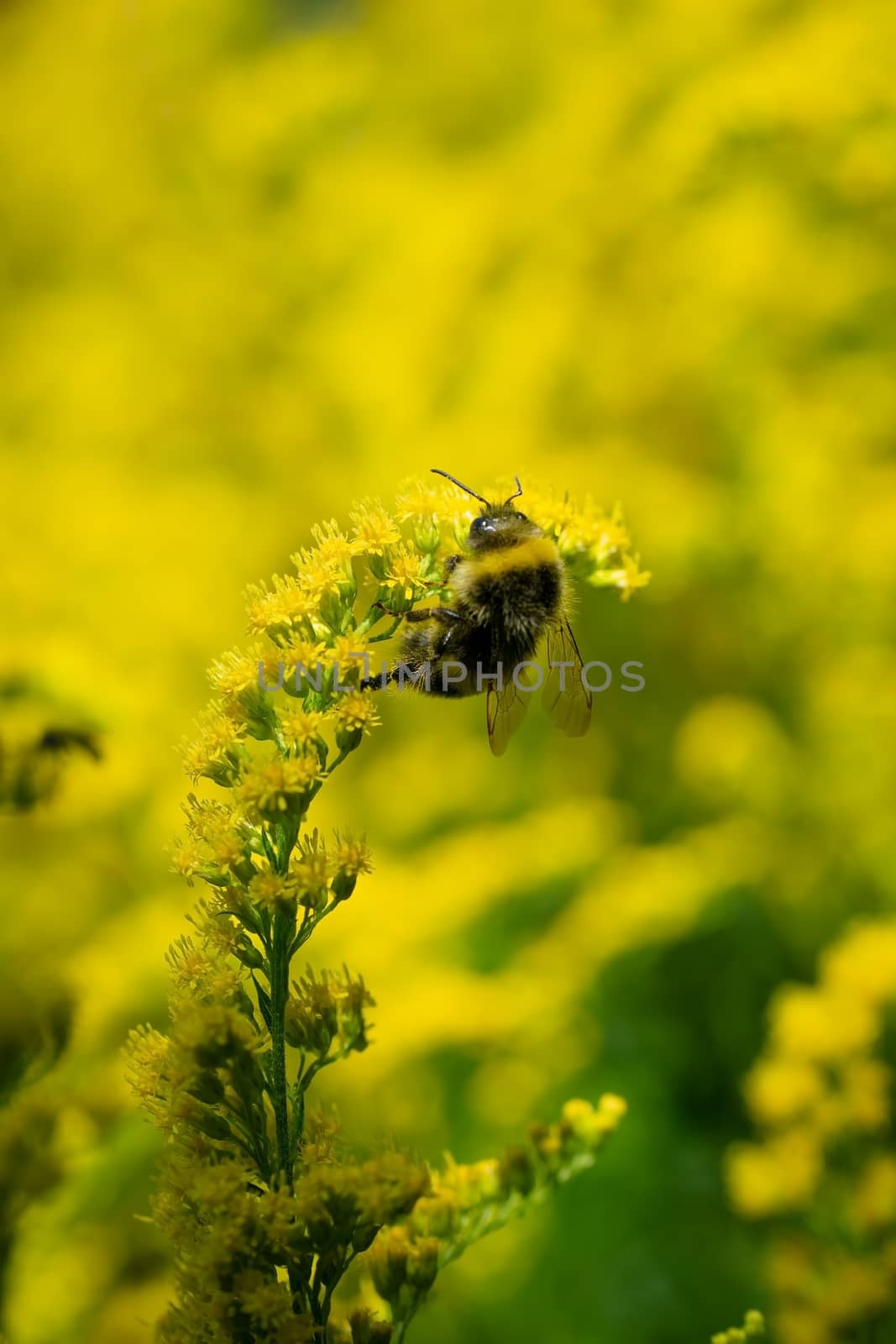 bumblebee collects flower nectar of goldenrod on a summer sunny day.