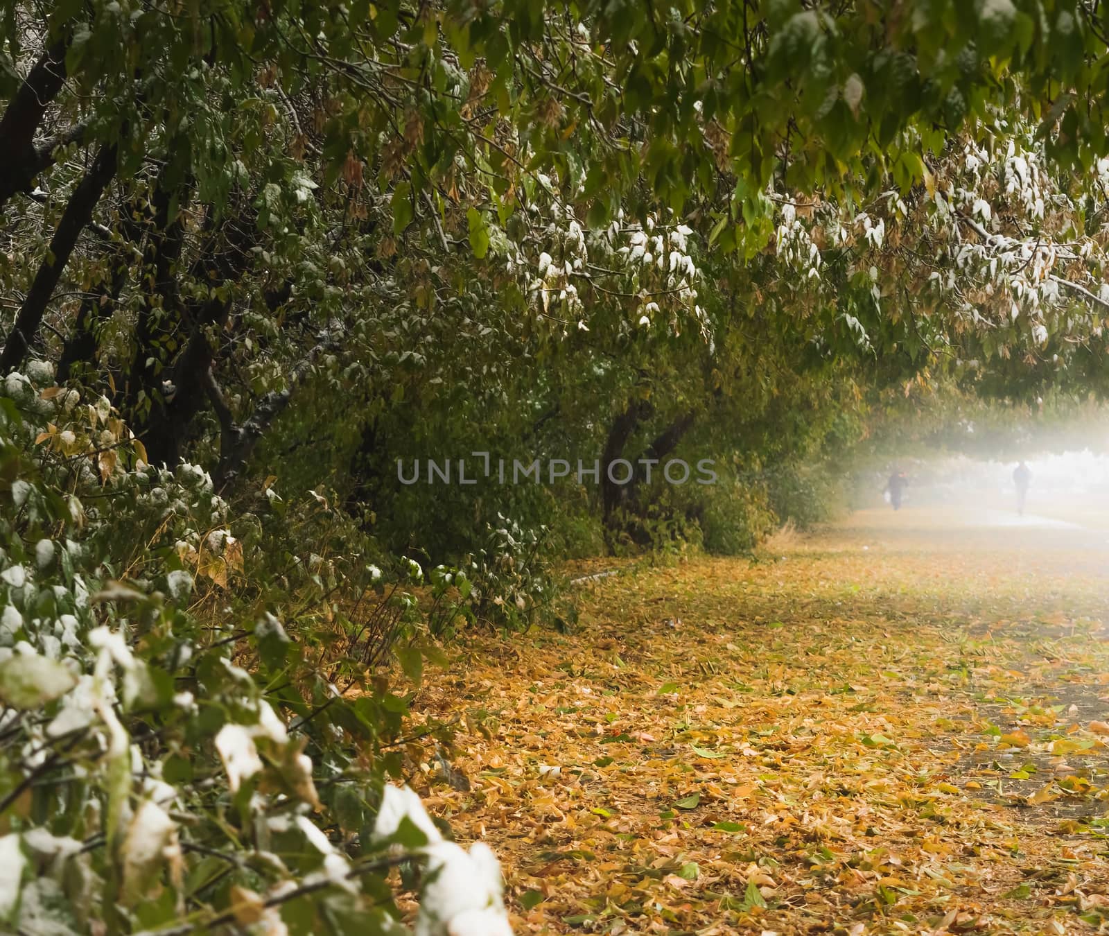 park autumn leaf fall in bad weather.