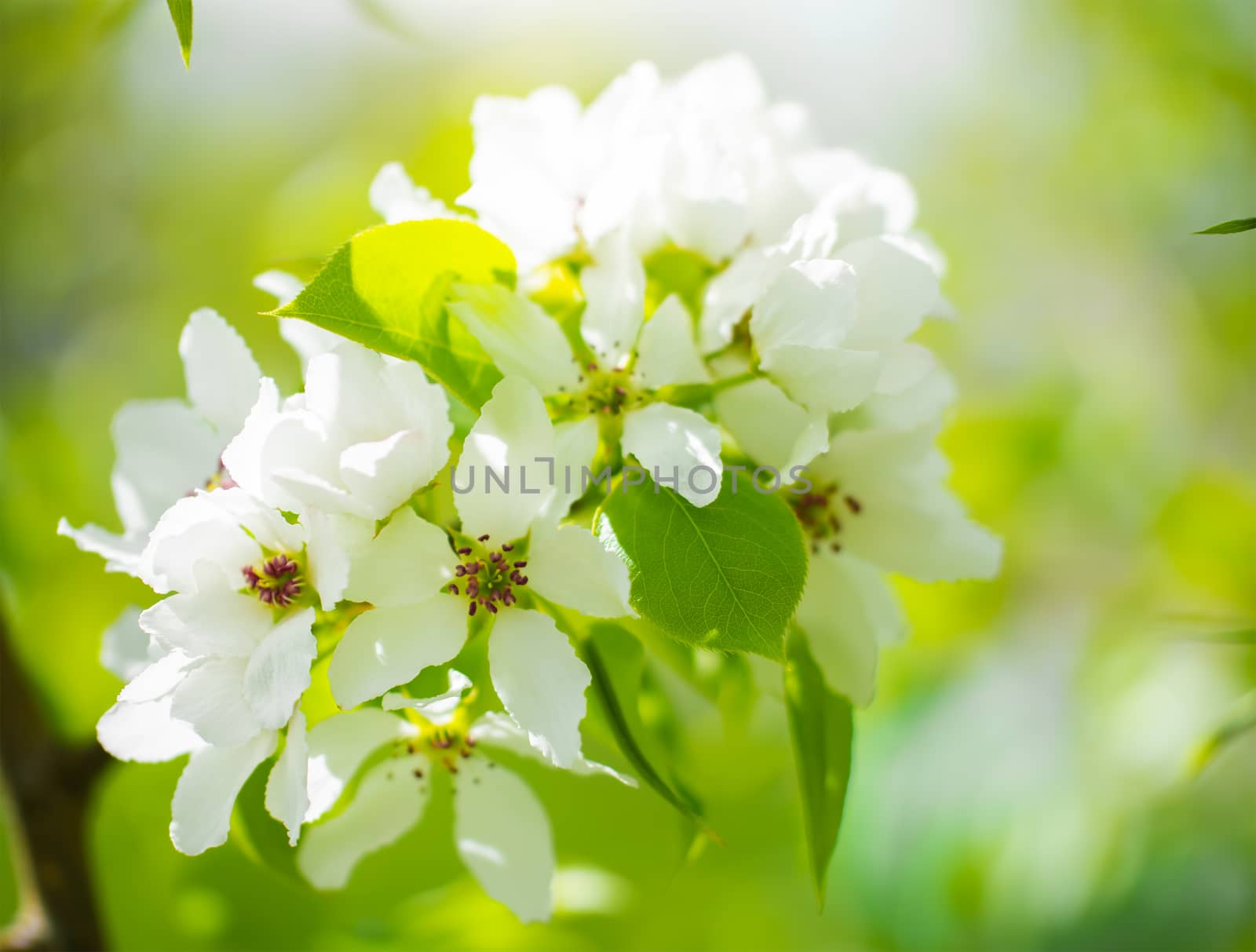 Branch of a blossoming apple tree in white flowers against the sky