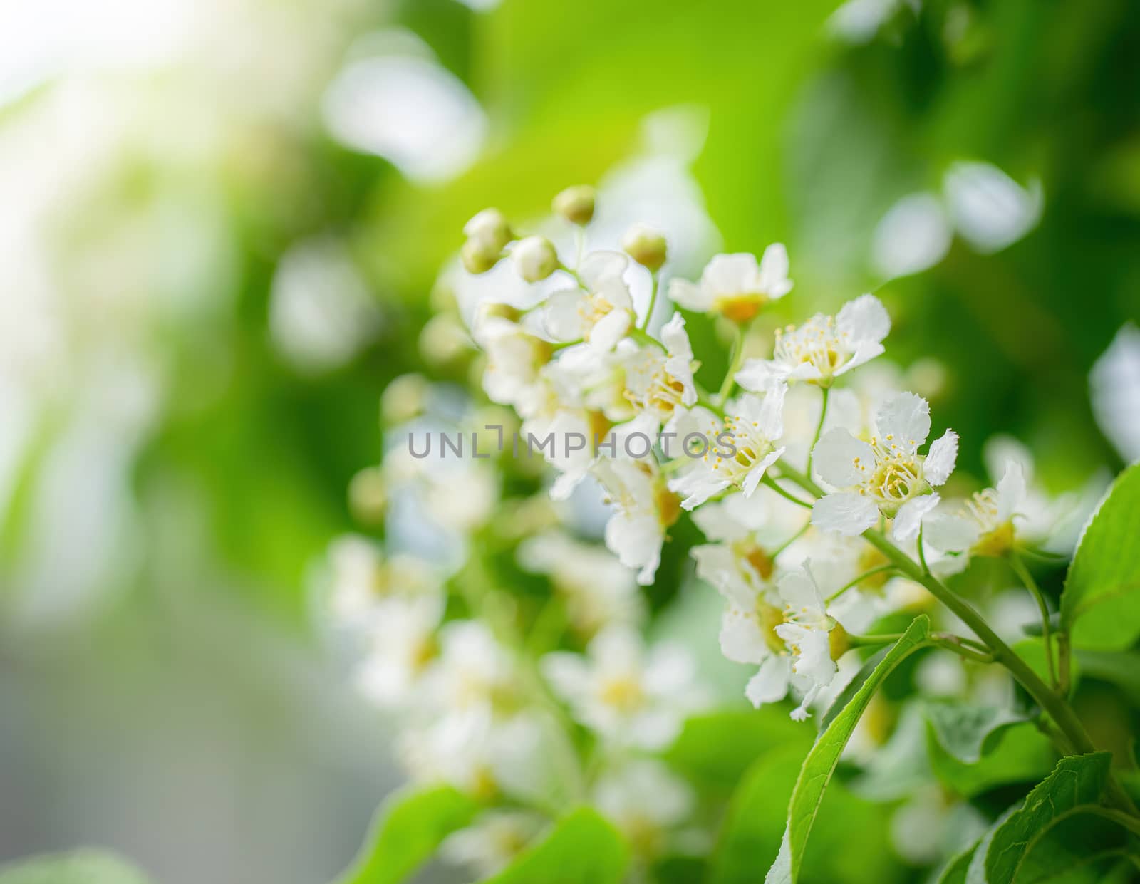 Branch of flowering bird cherry in white flowers on a spring sunny day.