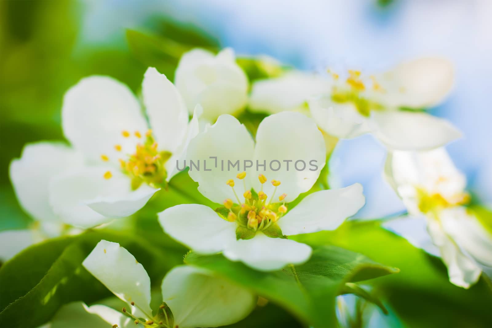 Branch of a blossoming apple tree in white flowers against the sky