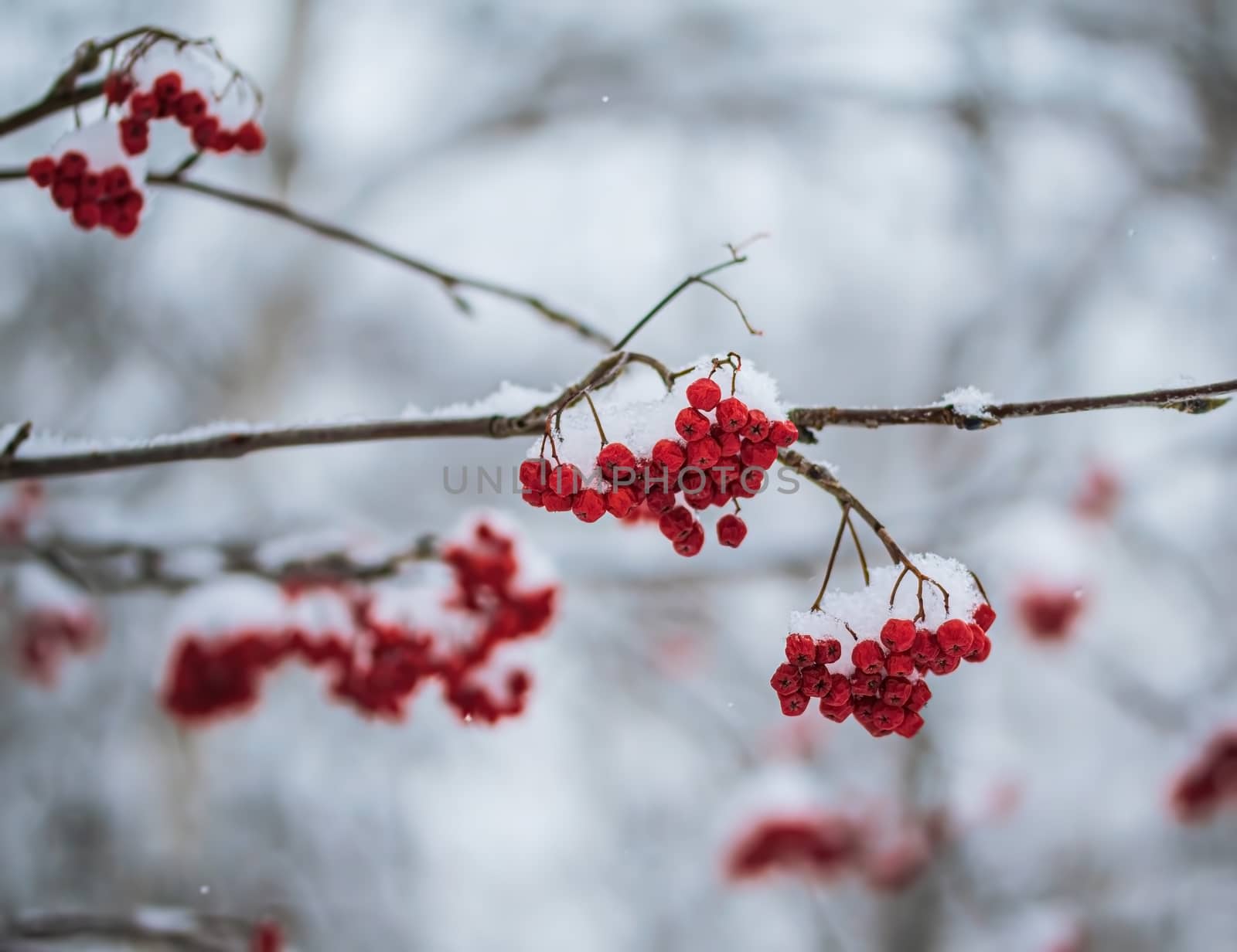 Snow-covered branches of red mountain ash on a cold winter day.