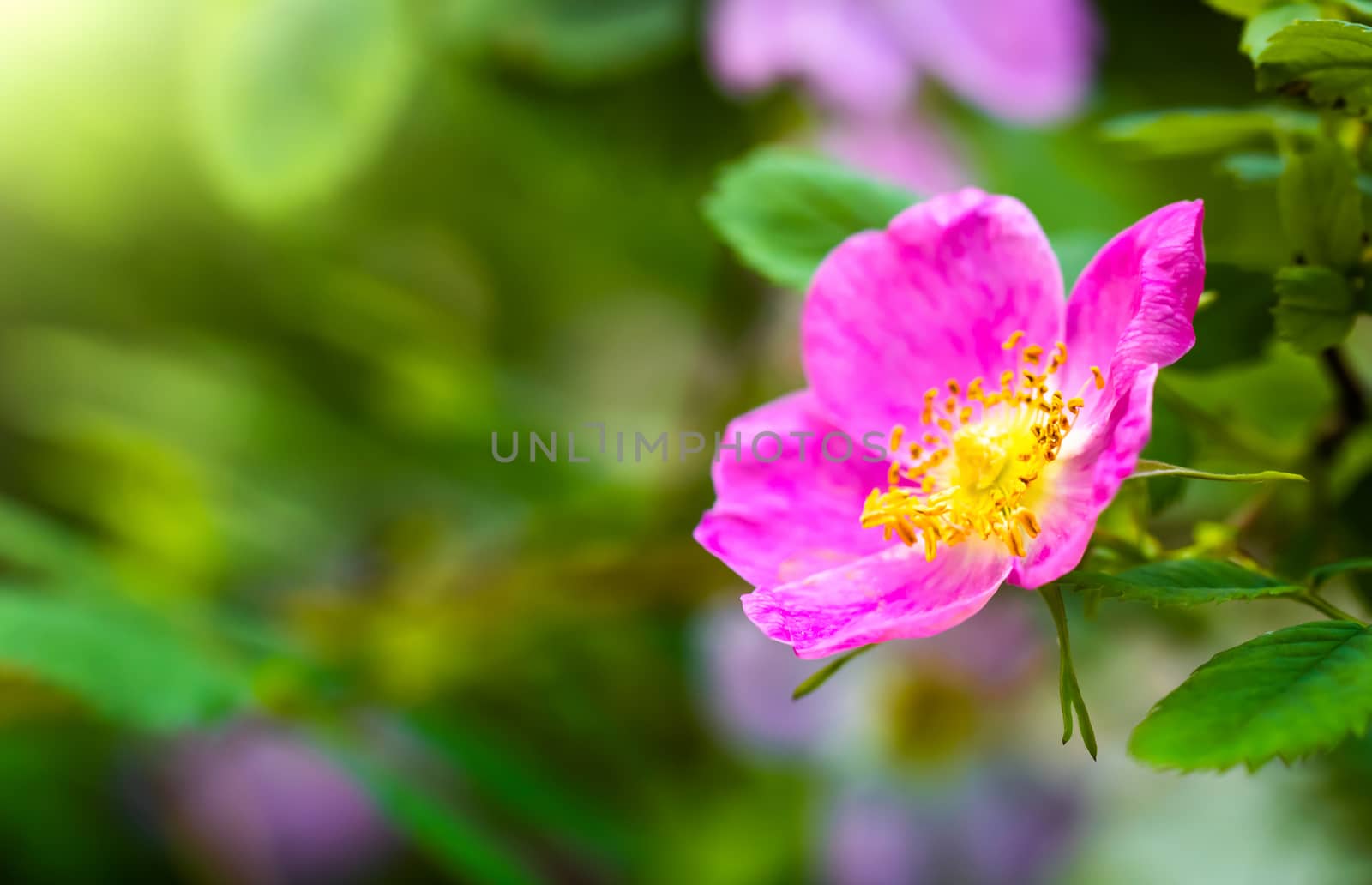 Blooming pink eglantine spring day close-up on a blurred background.