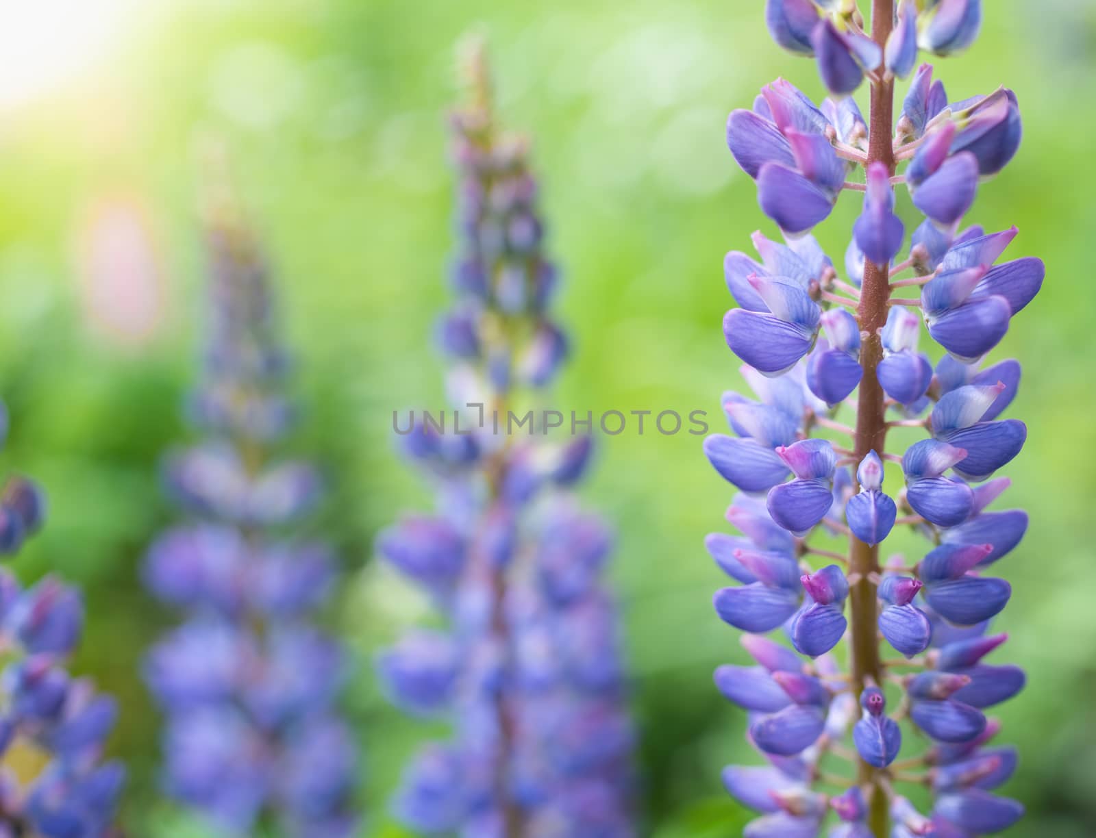 Lupine flower close-up in the garden