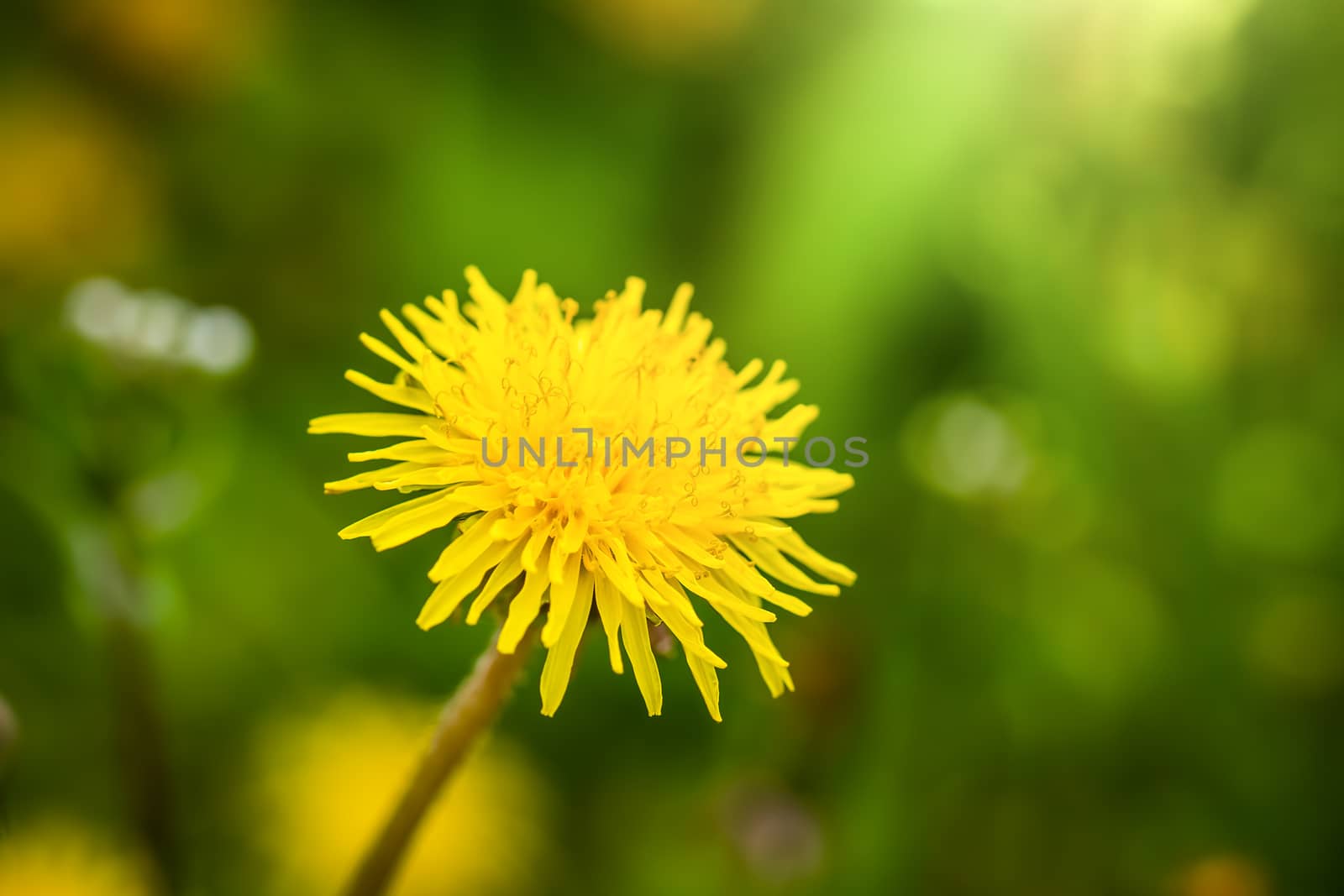 Dandelions close up on a blurred background.